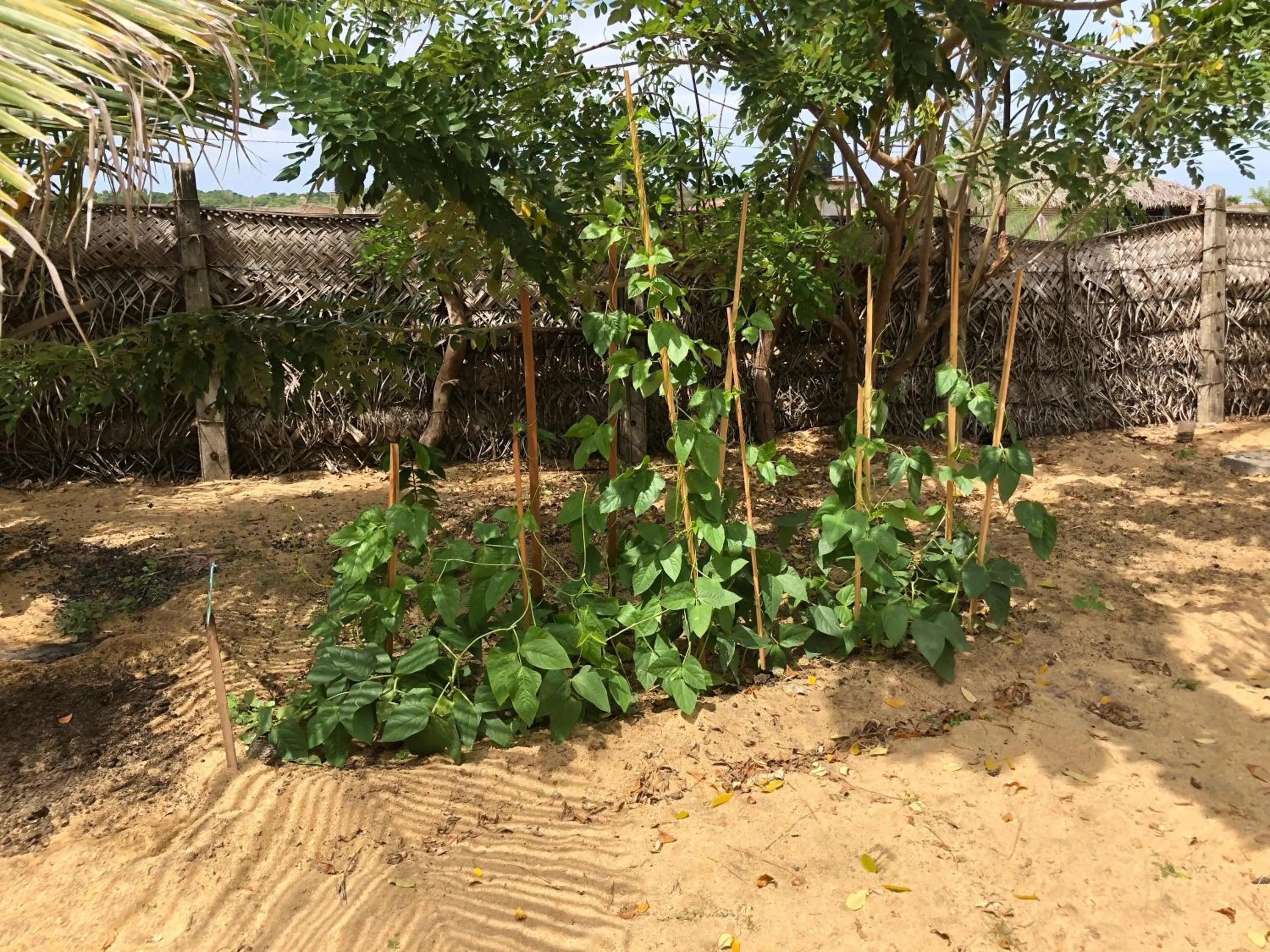 Garden in Kadjan villa