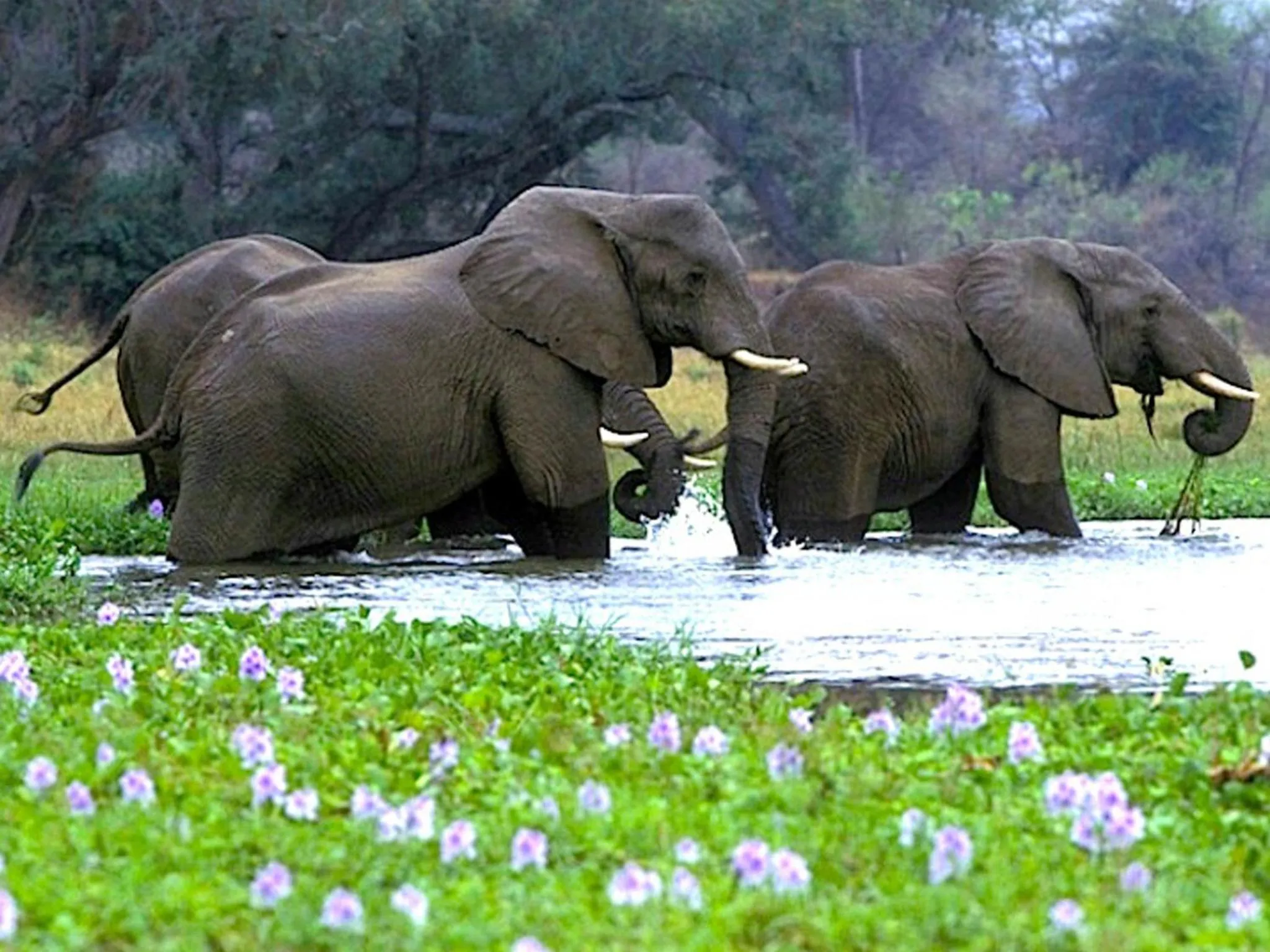 Off site in Kadjan villa