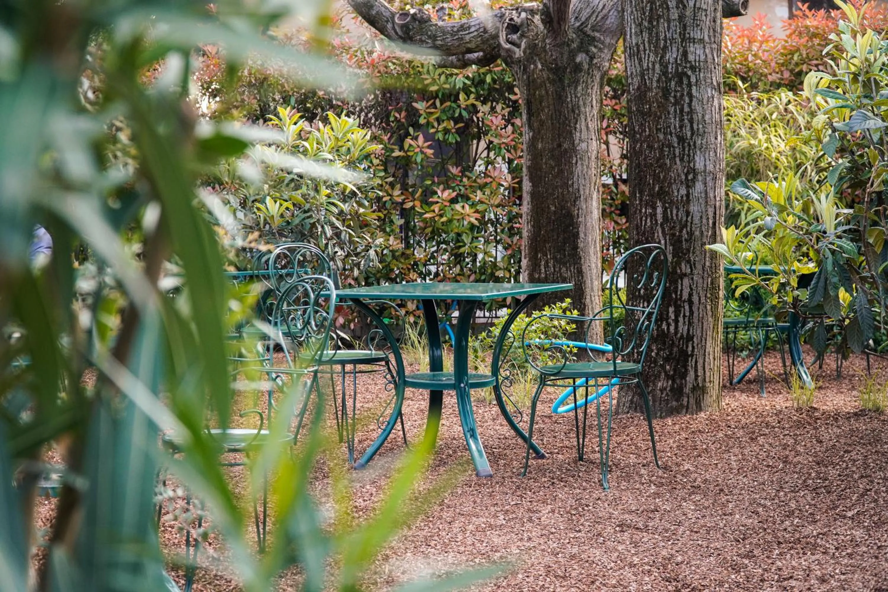 Garden view in Hotel Arya by Mauro