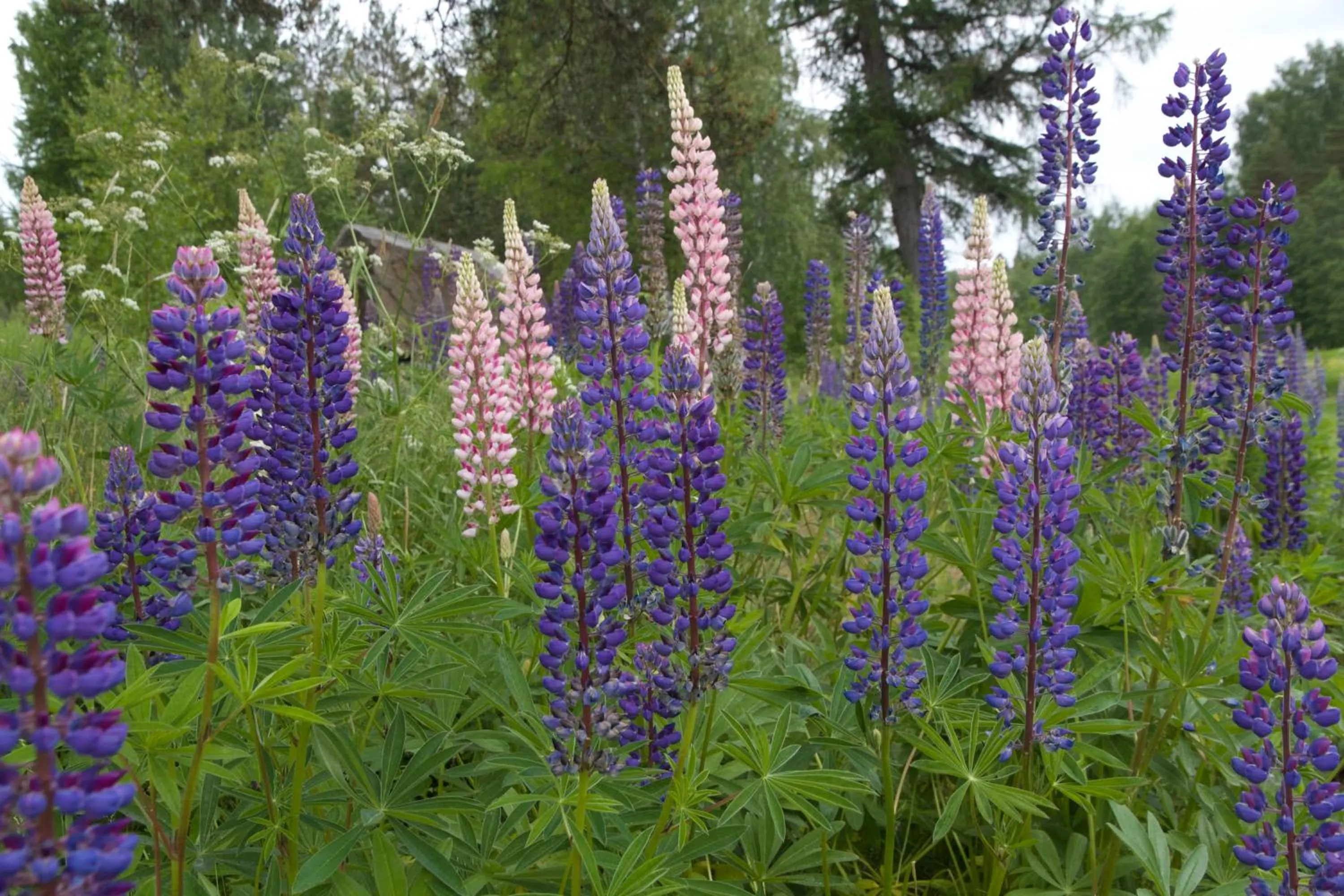 Garden view in THE LODGE Torsby