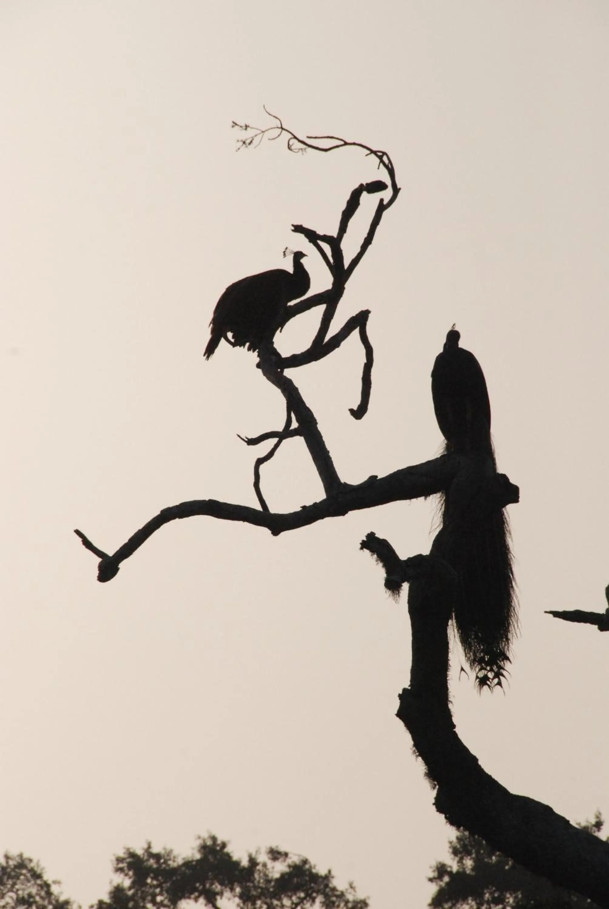 Property building in Yala Peace Cottages