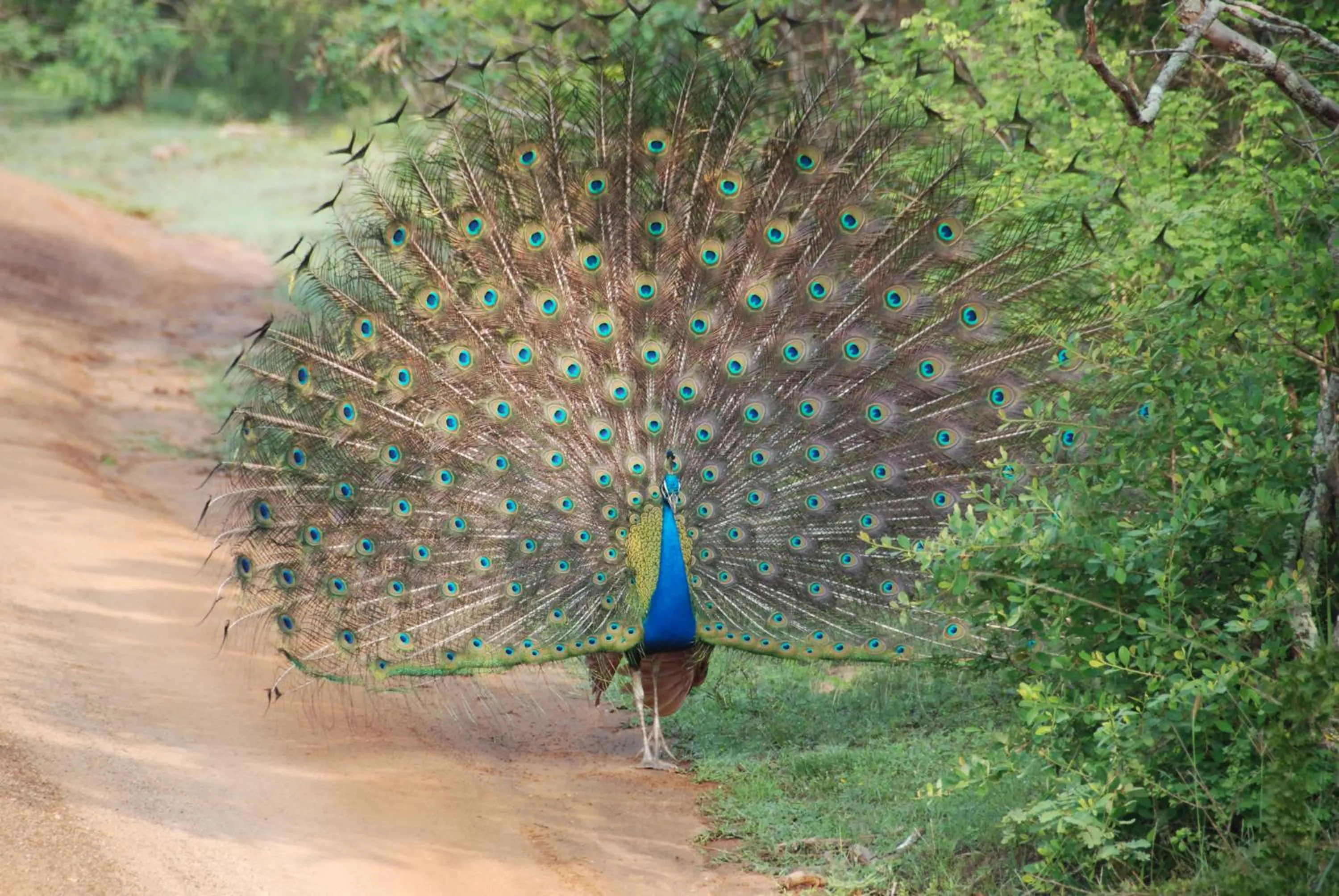 Property building in Yala Peace Cottages