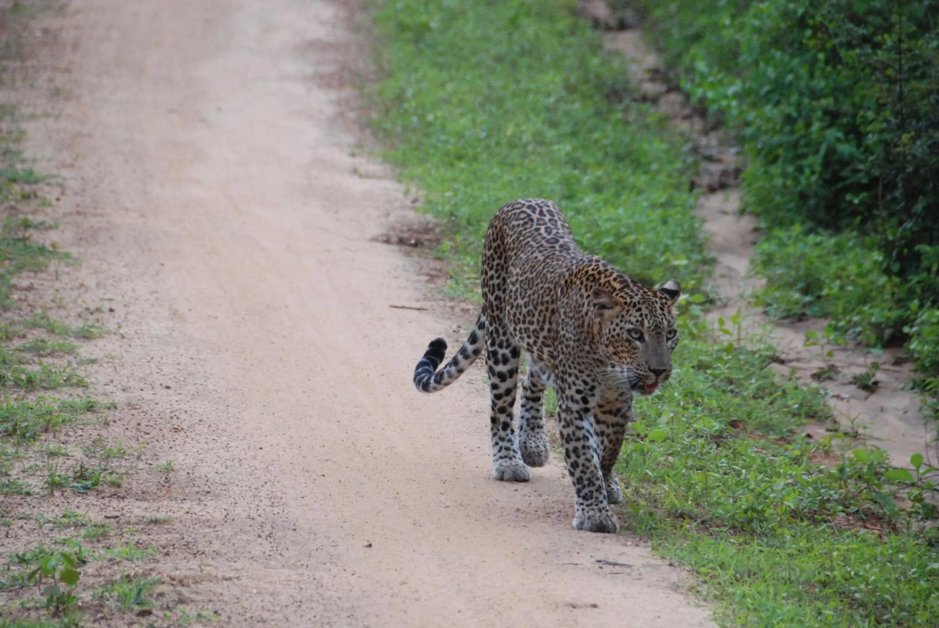Property building in Yala Peace Cottages