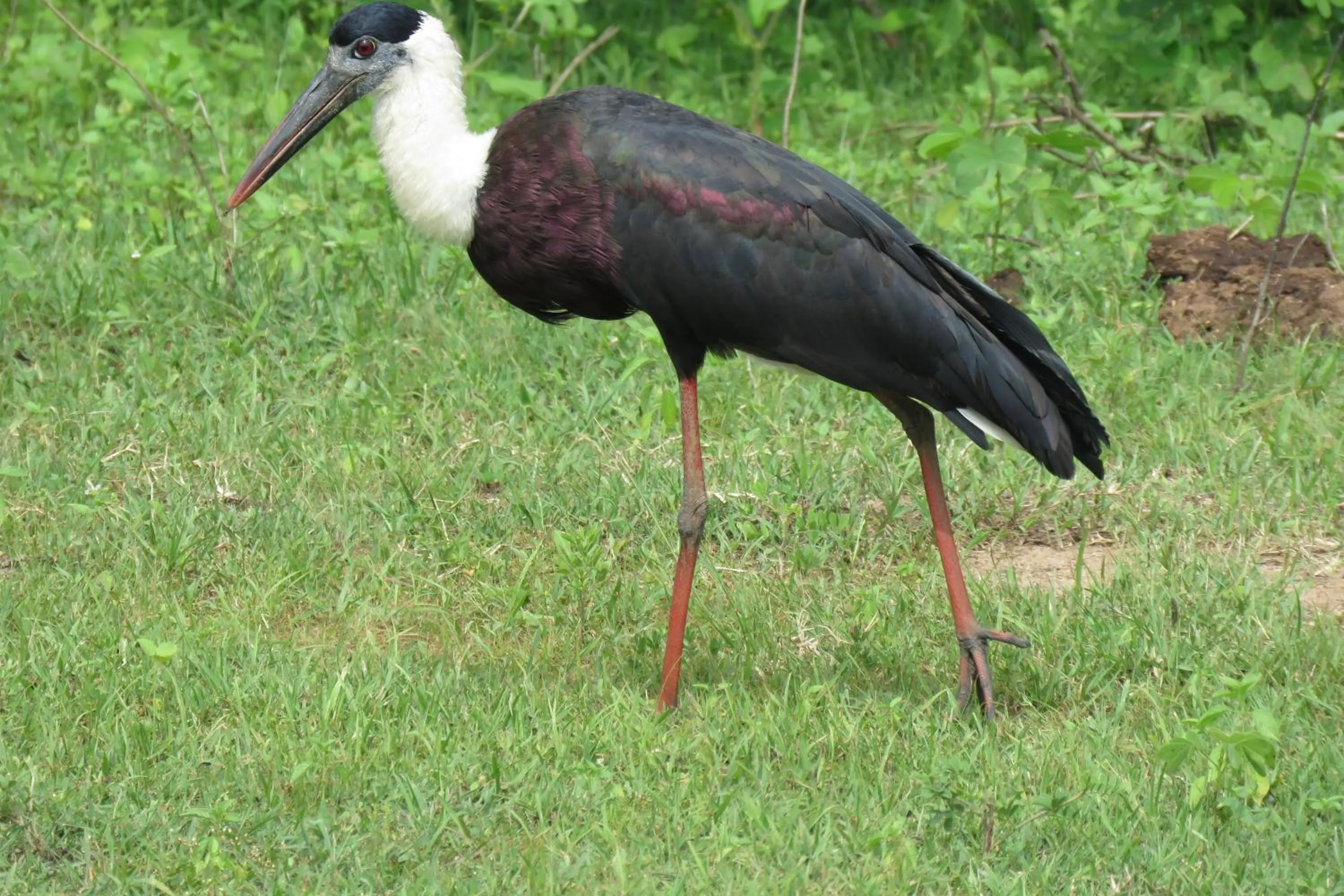 Property building in Yala Peace Cottages