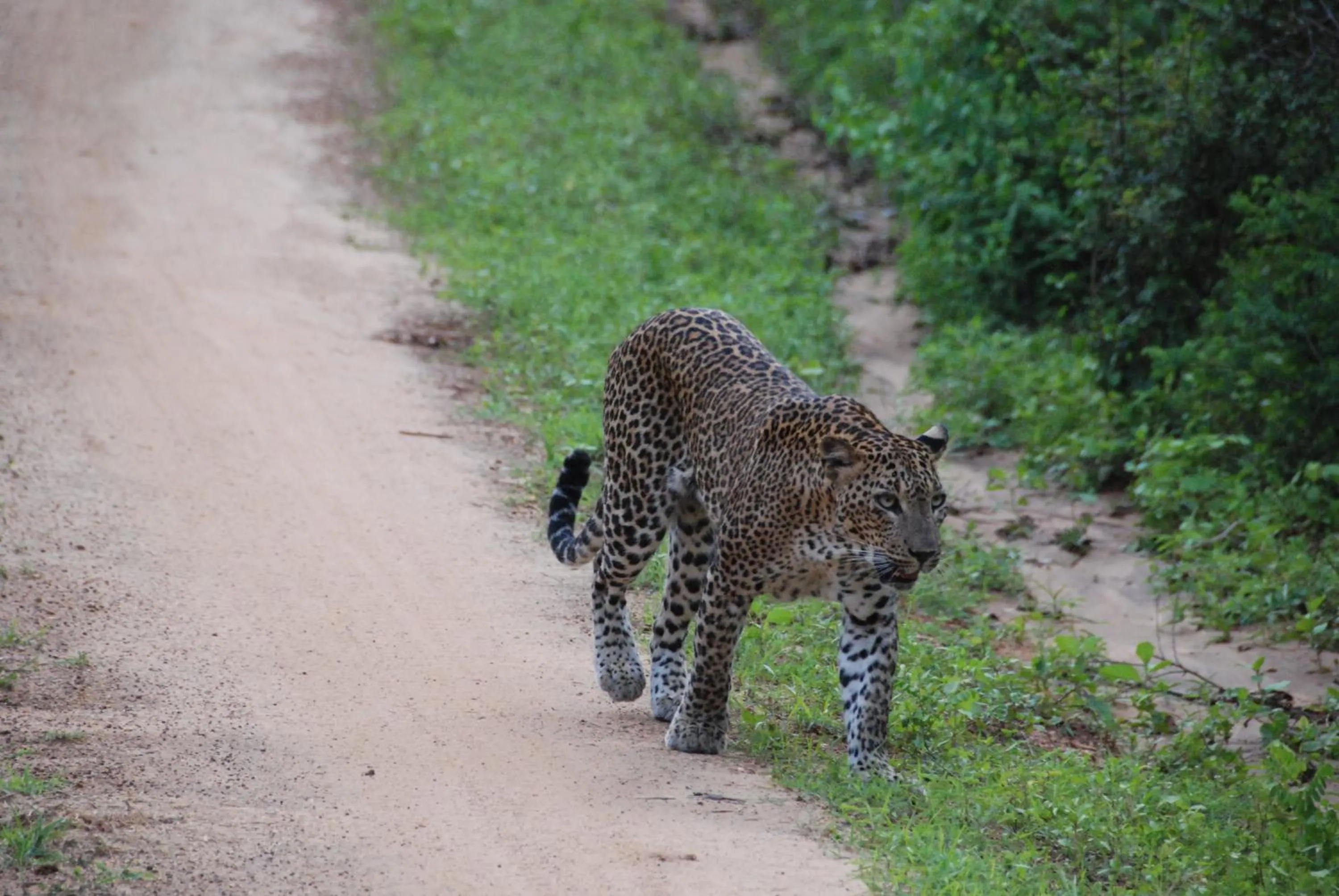 Property building in Yala Peace Cottages