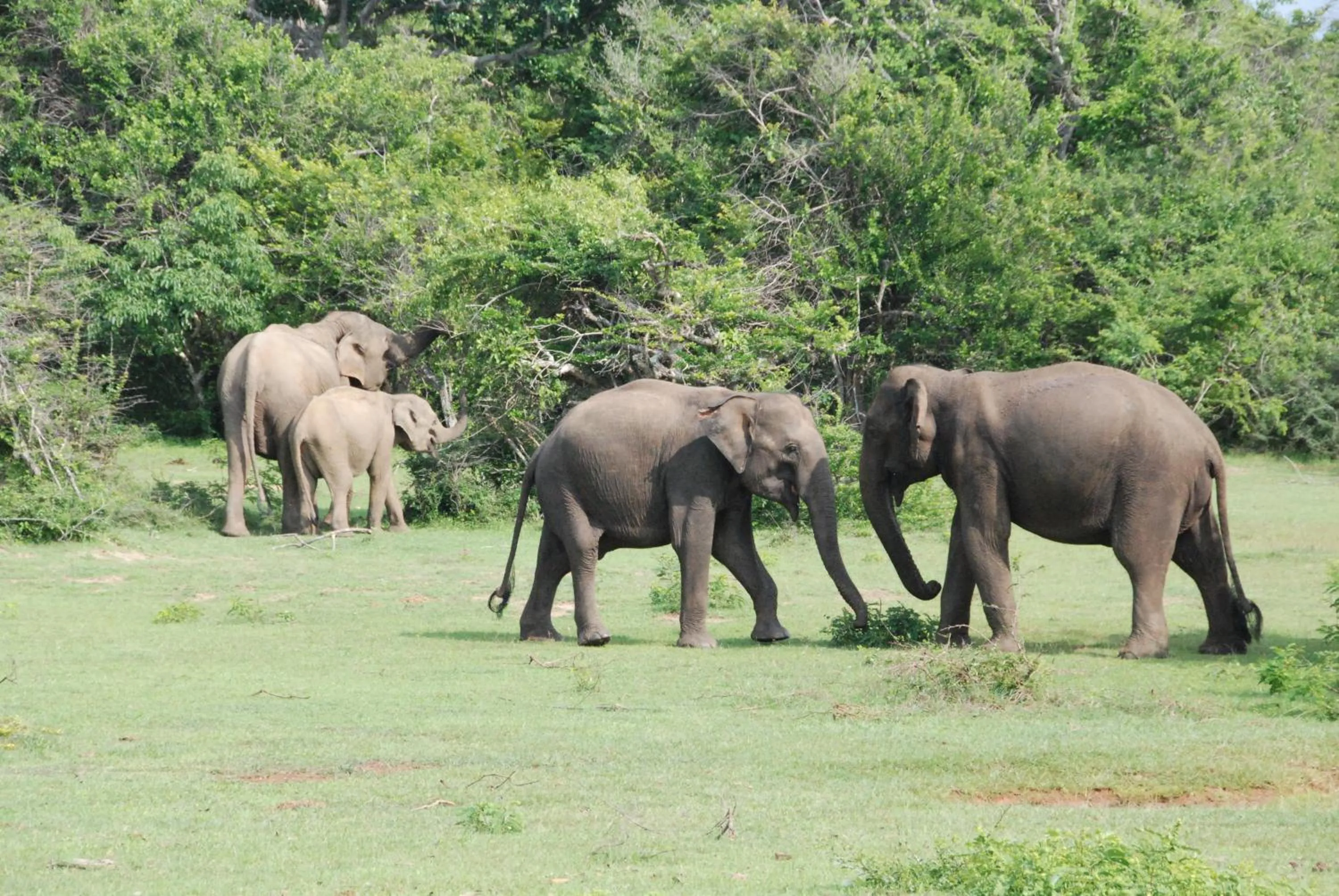 Property building in Yala Peace Cottages