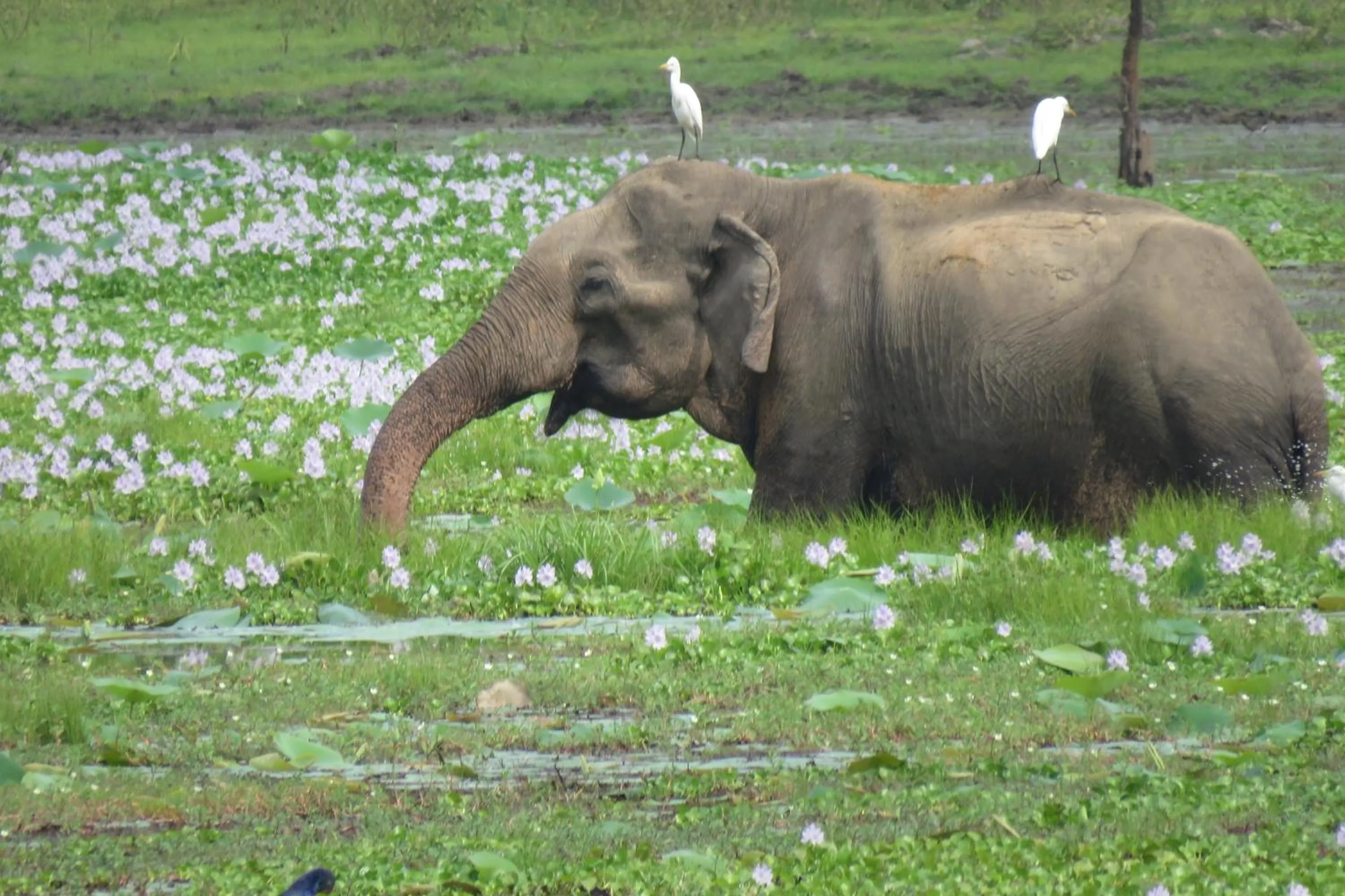 Property building in Yala Peace Cottages