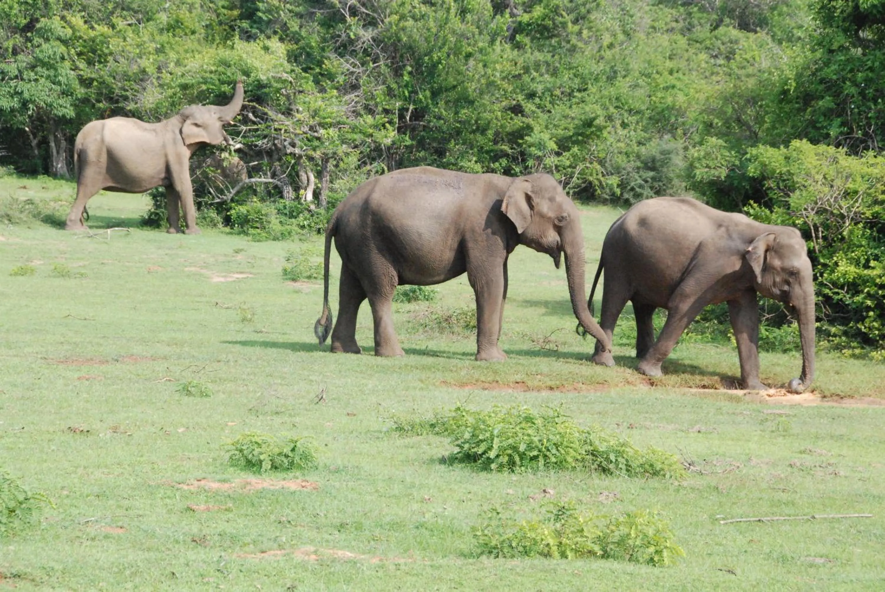 Property building in Yala Peace Cottages
