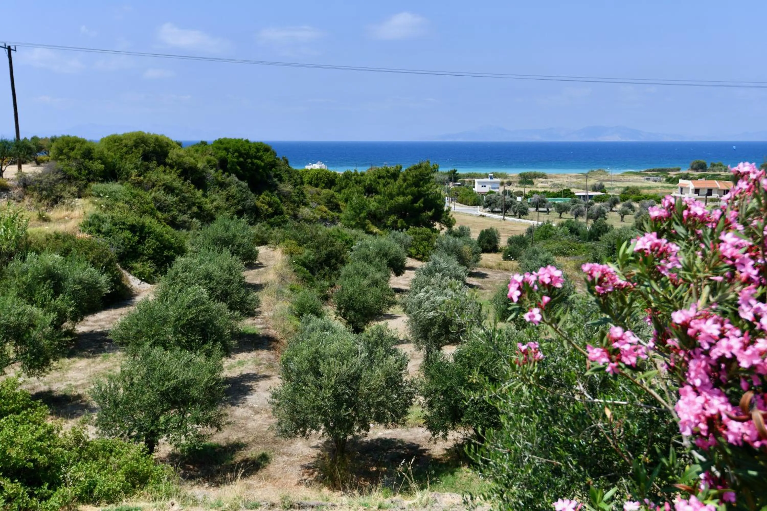 Garden in Summer View