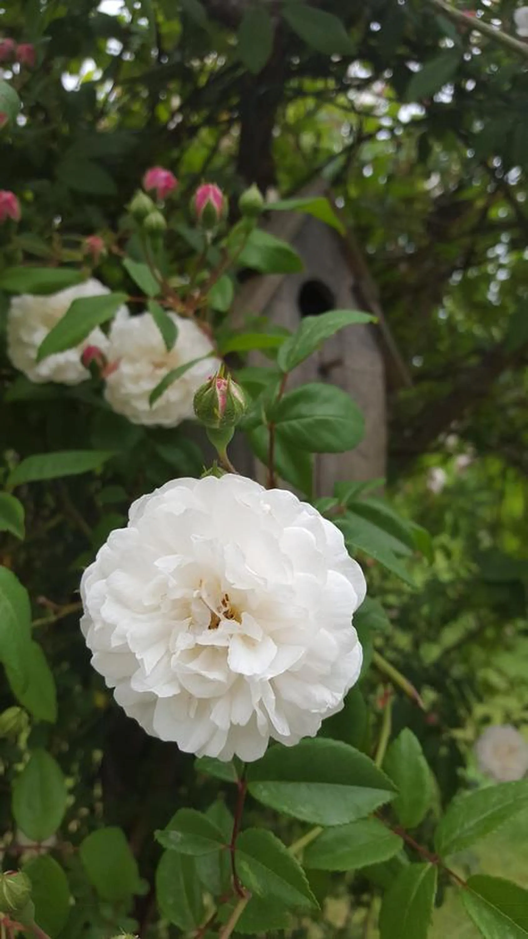 Garden in B&B La Rosa Antica