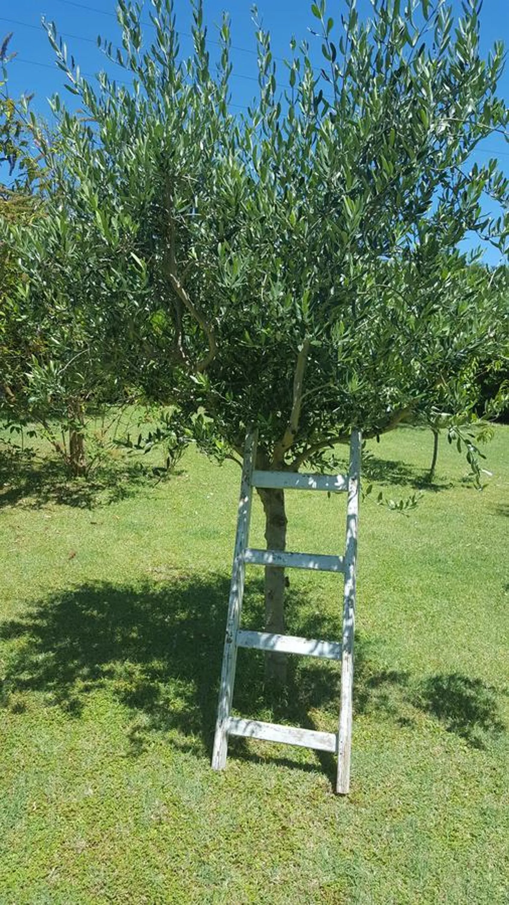 Garden in B&B La Rosa Antica