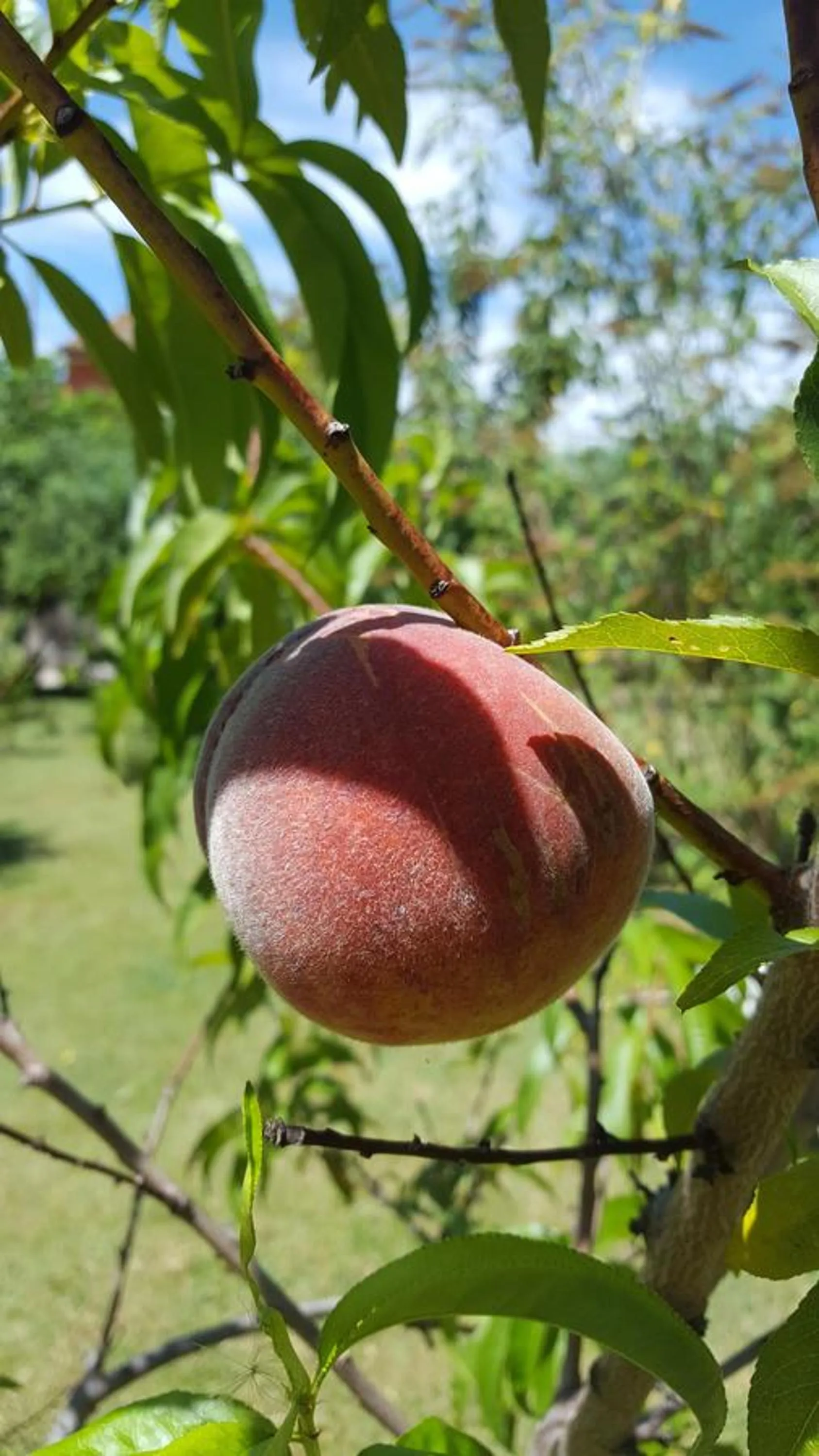 Garden in B&B La Rosa Antica