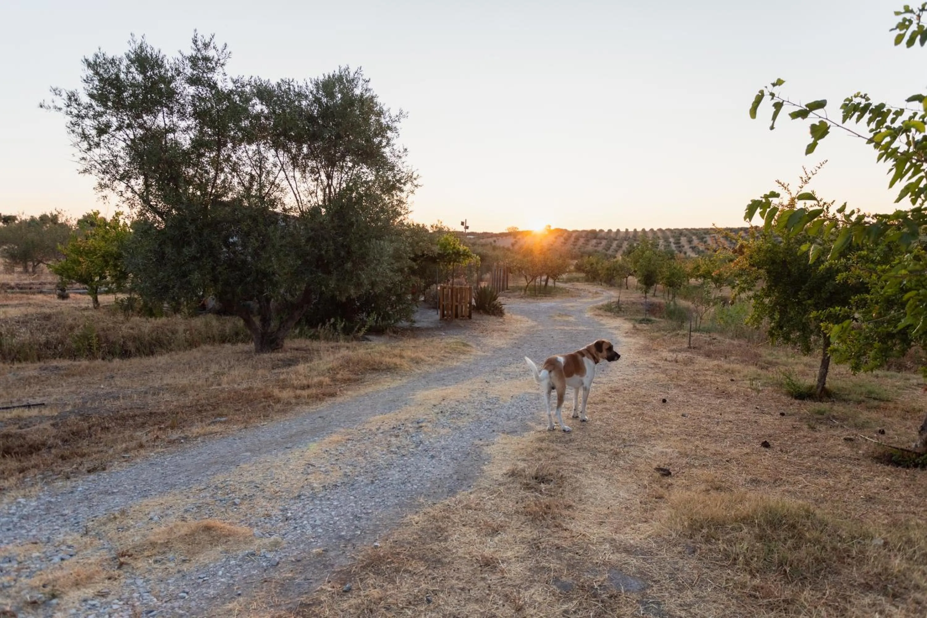 Pets in Monte da Estrela - Country House & SPA