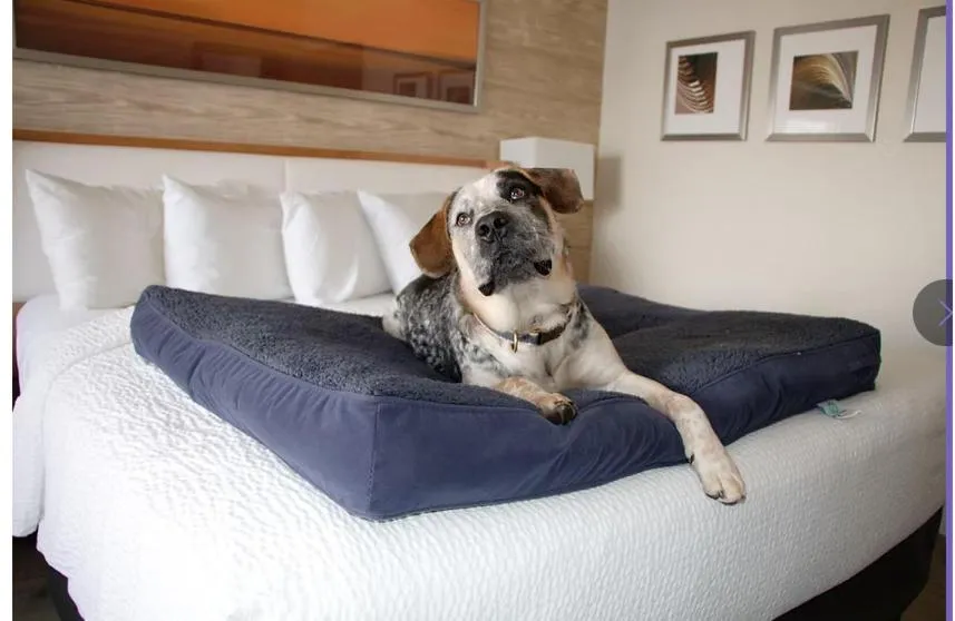 Pets, Bed in Iris Hotel Cape Cod