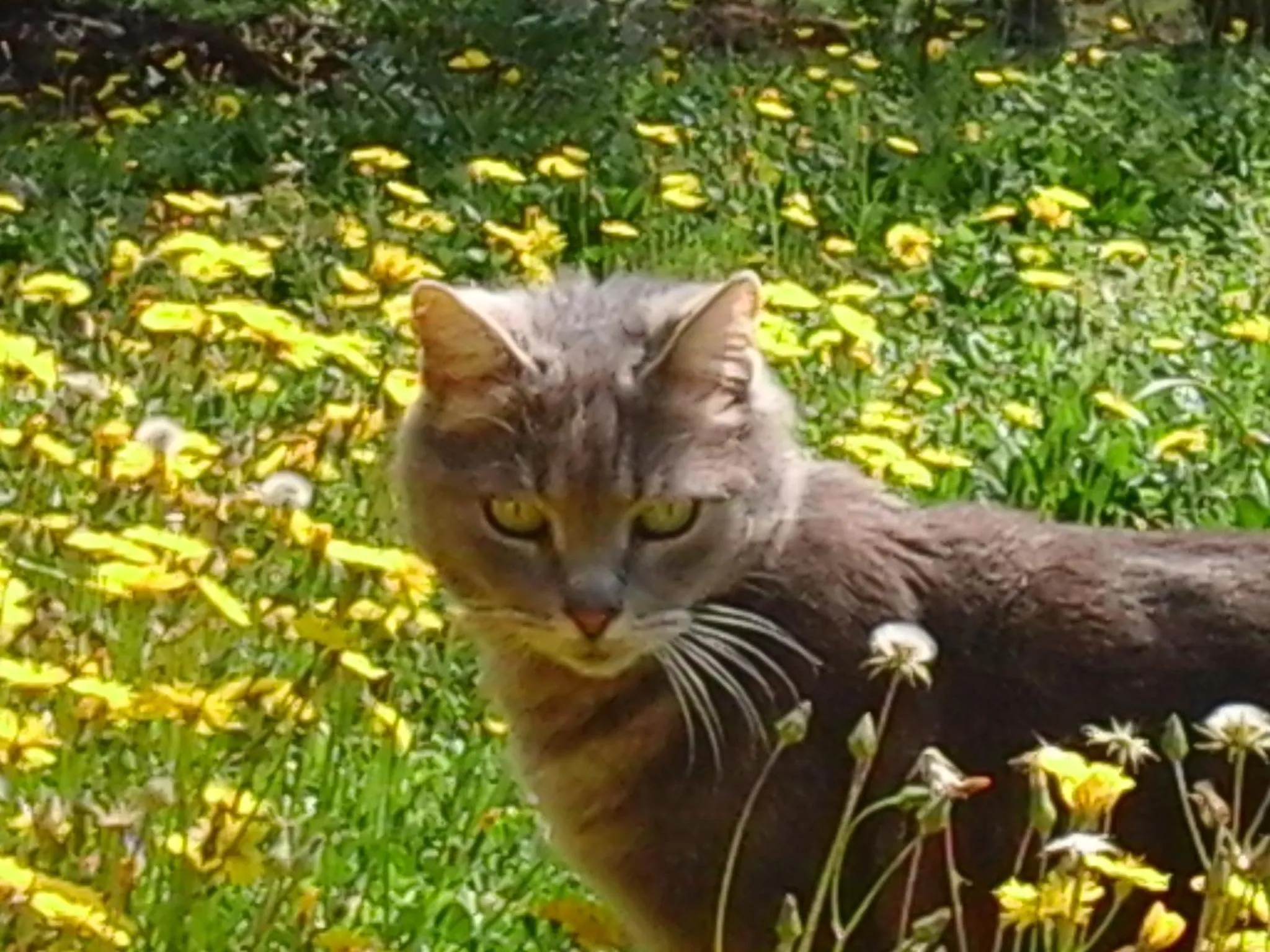 Animals in La Maison de Campagne
