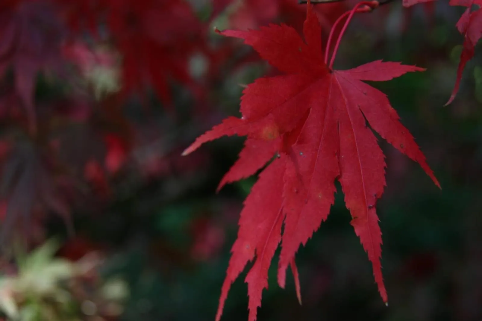 View (from property/room) in Bridge Farm Guesthouse rooms