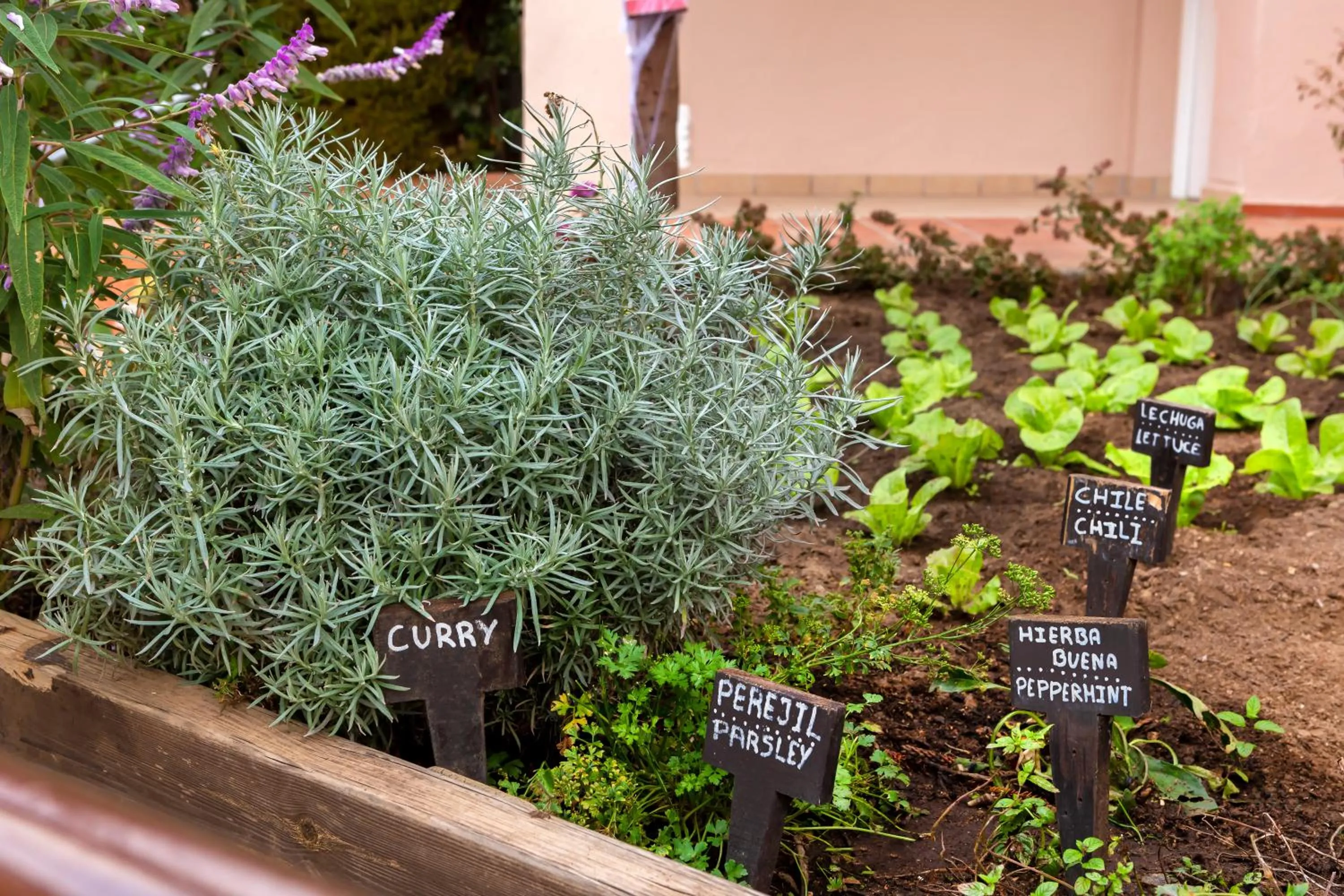Garden in Los Amigos Beach Club