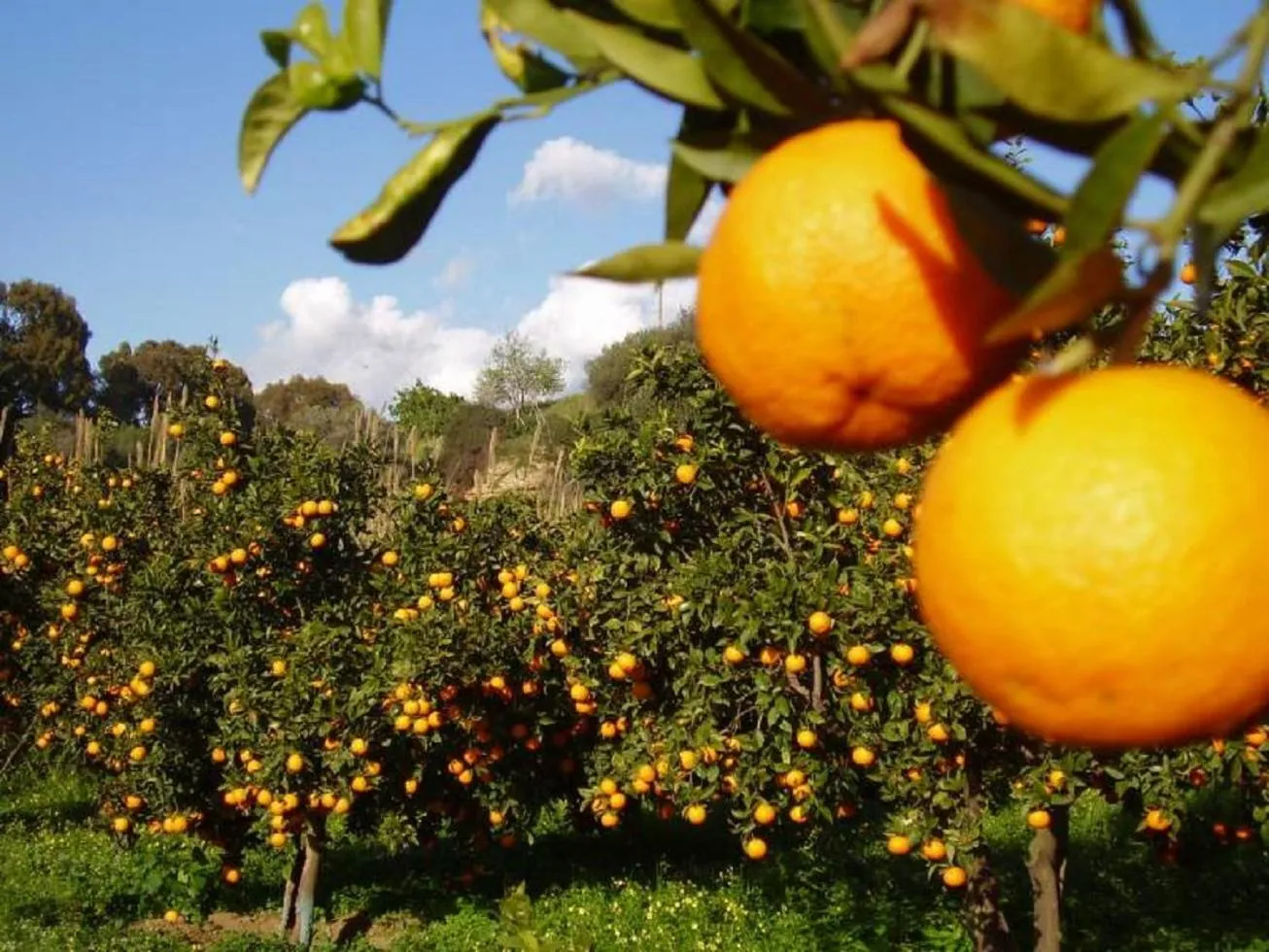 Garden in Casale Calabria