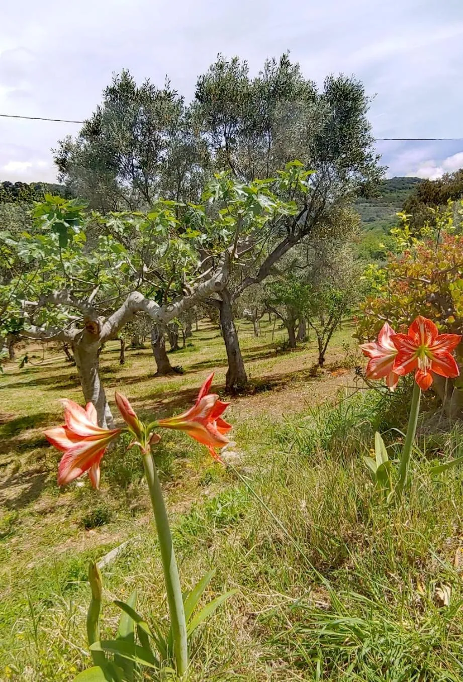 Garden in Casale Calabria
