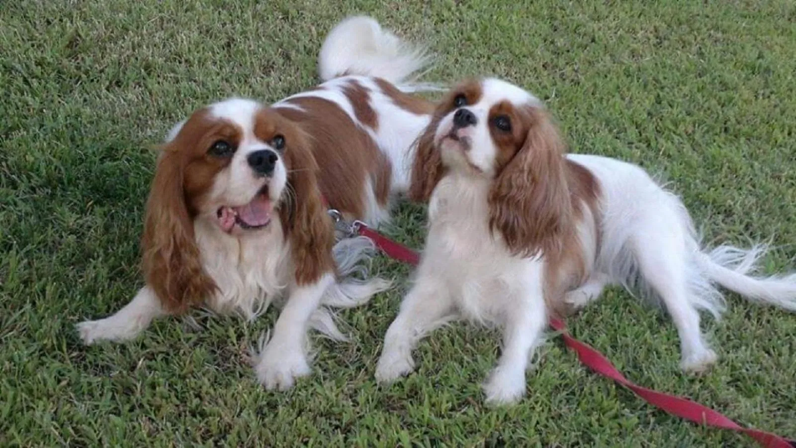 Pets in Casale Calabria