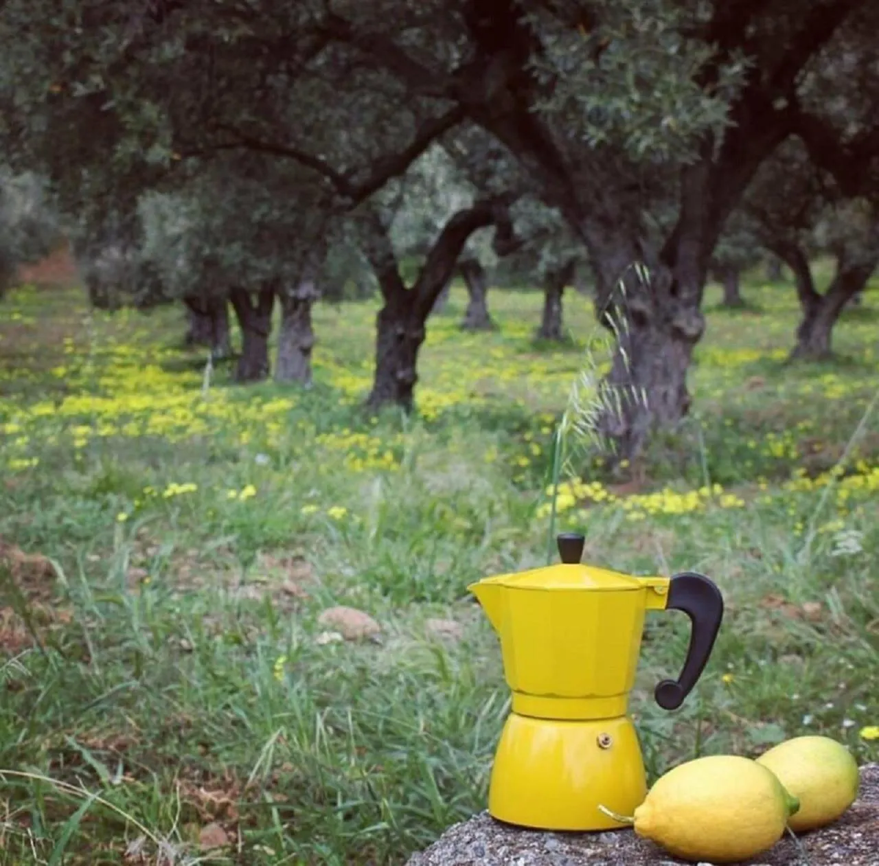 Garden in Casale Calabria