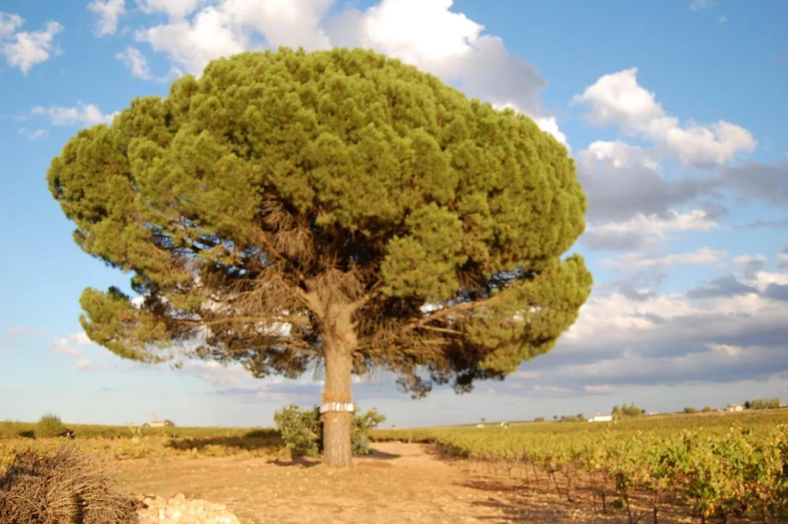 Natural landscape in Hosteria Tierrallana by Juypehotel