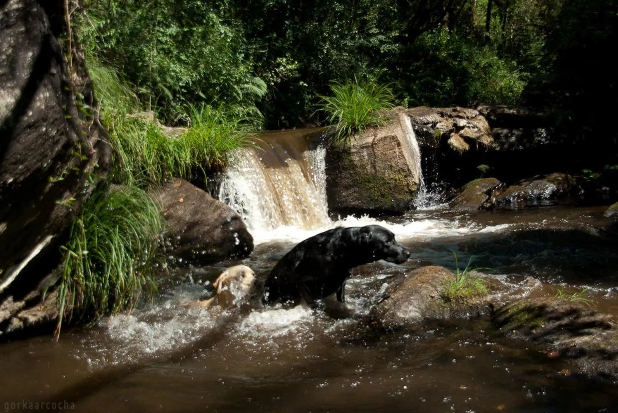 Pets in O Muiño de Pena