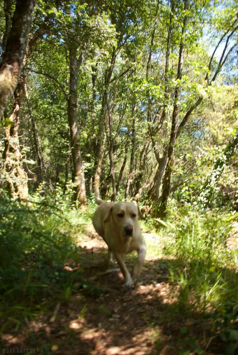 Pets in O Muiño de Pena