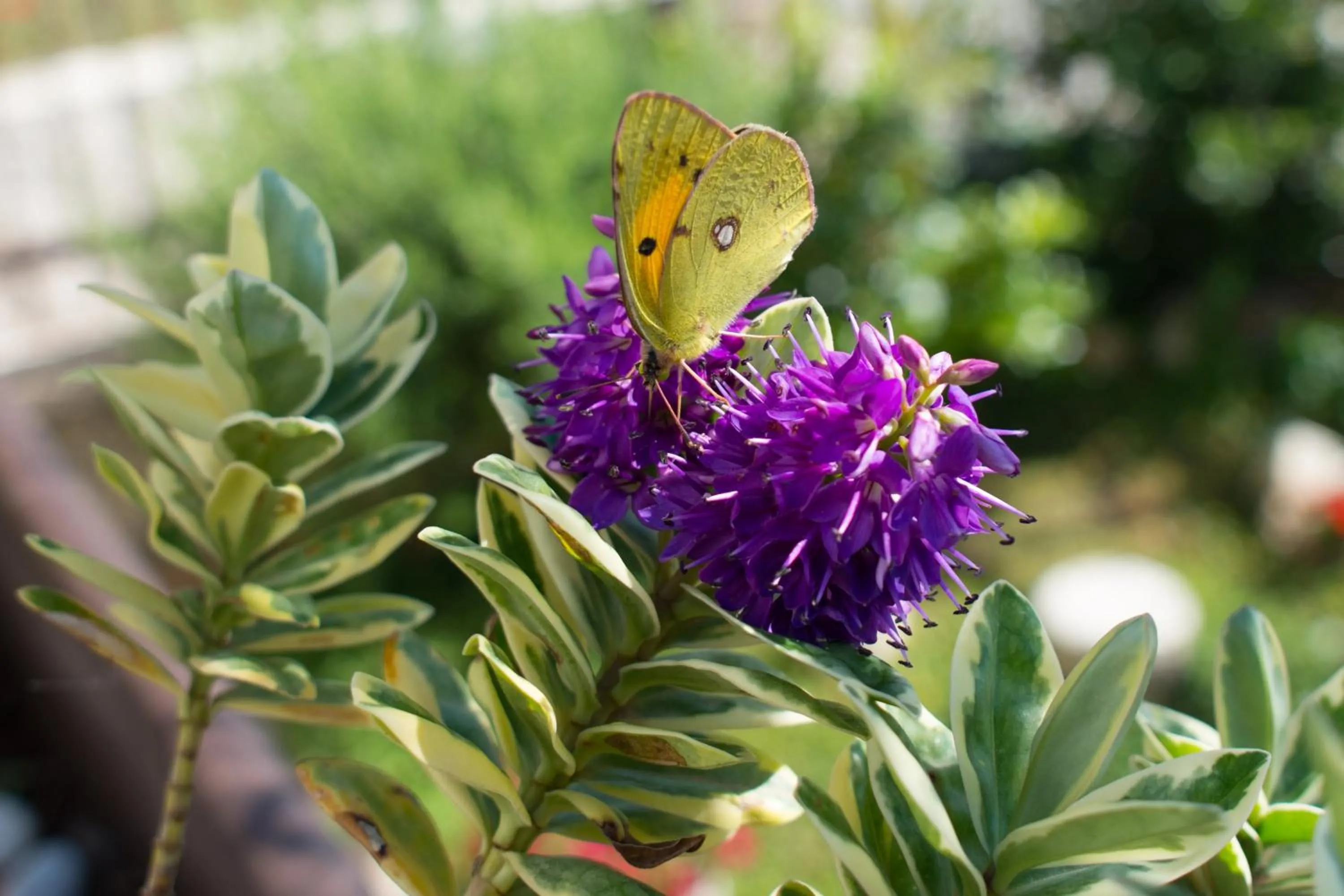 Grandi Trulli Bed & Breakfast