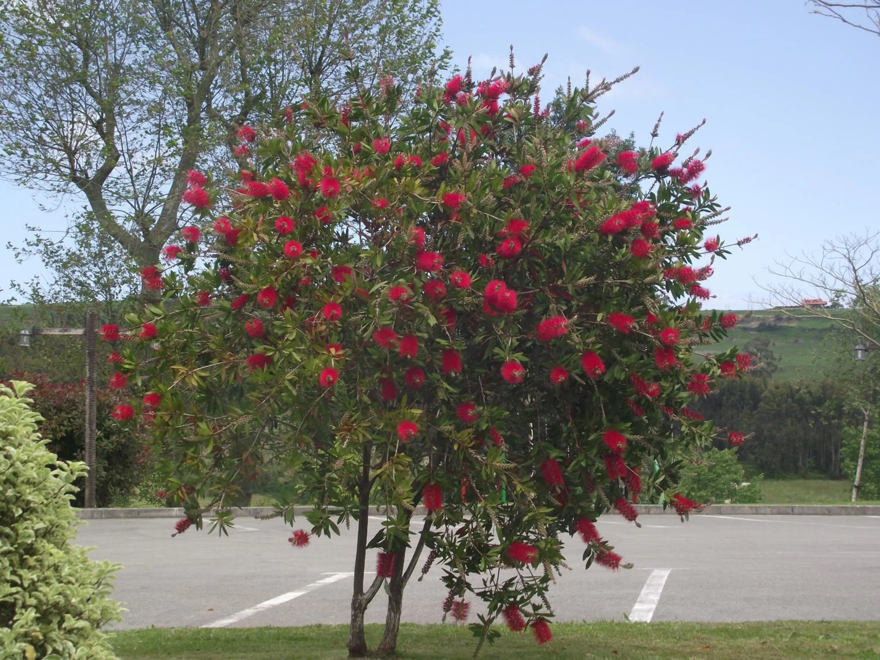 Natural landscape in Hotel Marfrei