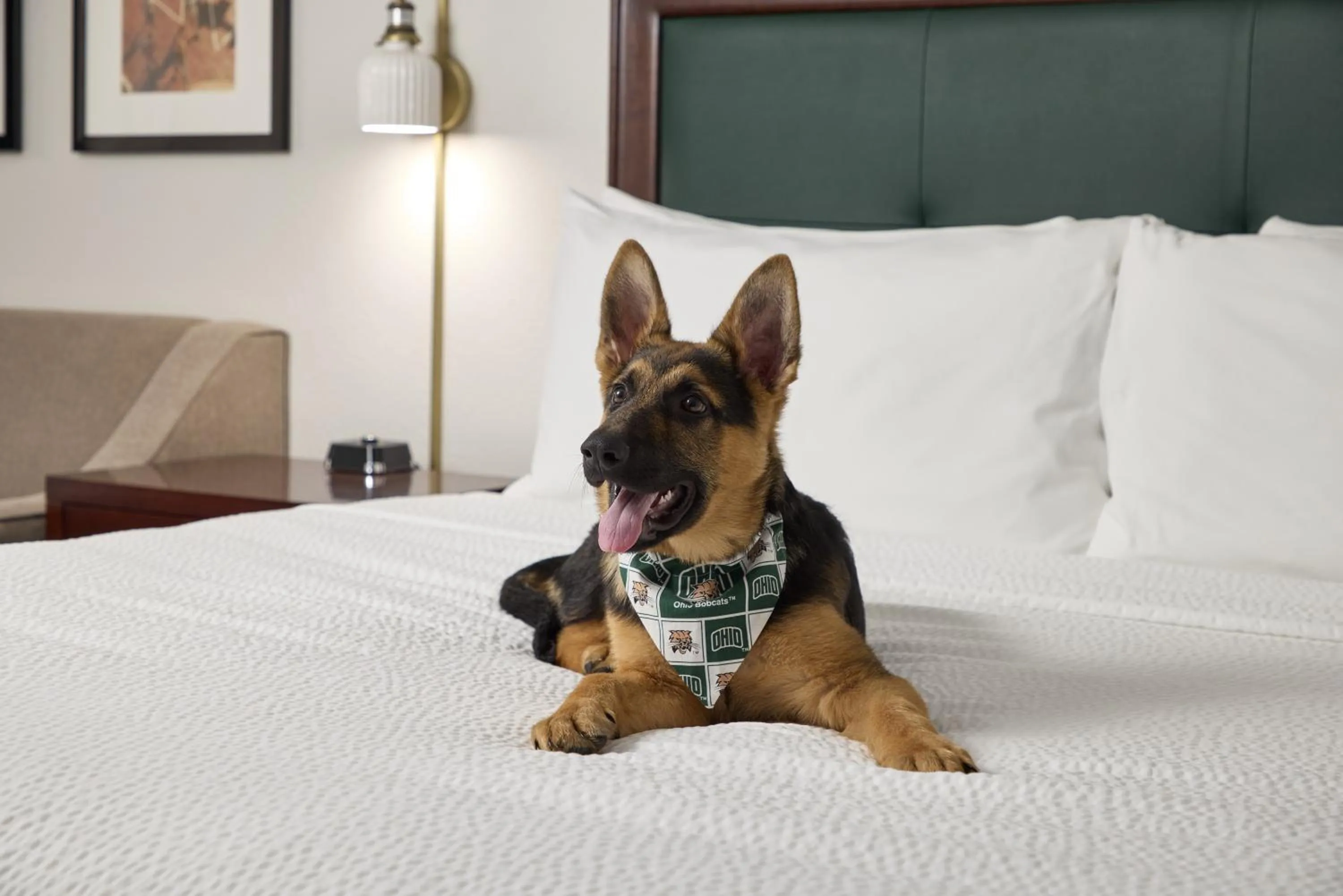 pet friendly, Bed in Ohio University Inn and Conference Center