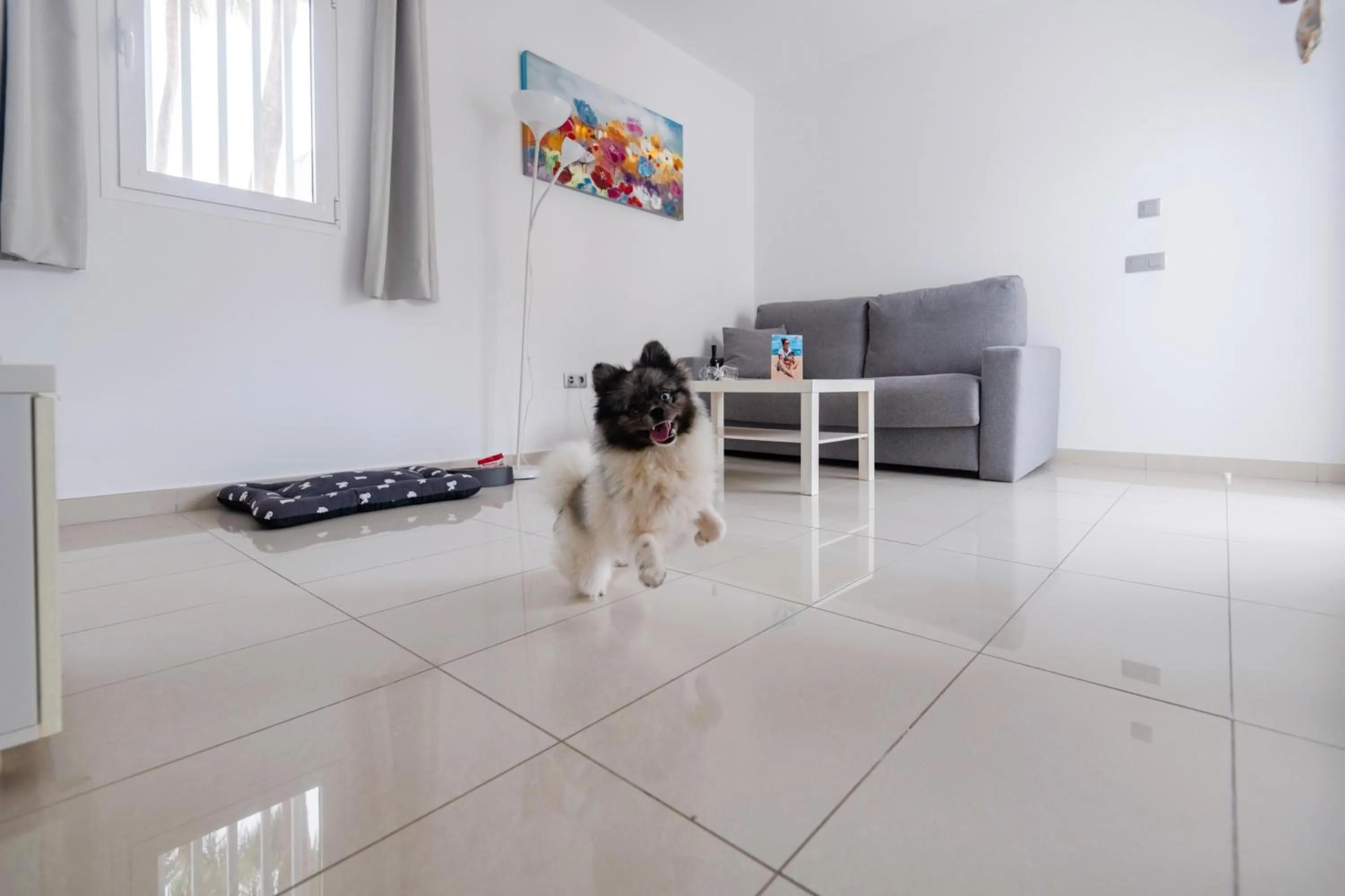 Pets in Bahia Calma Beach