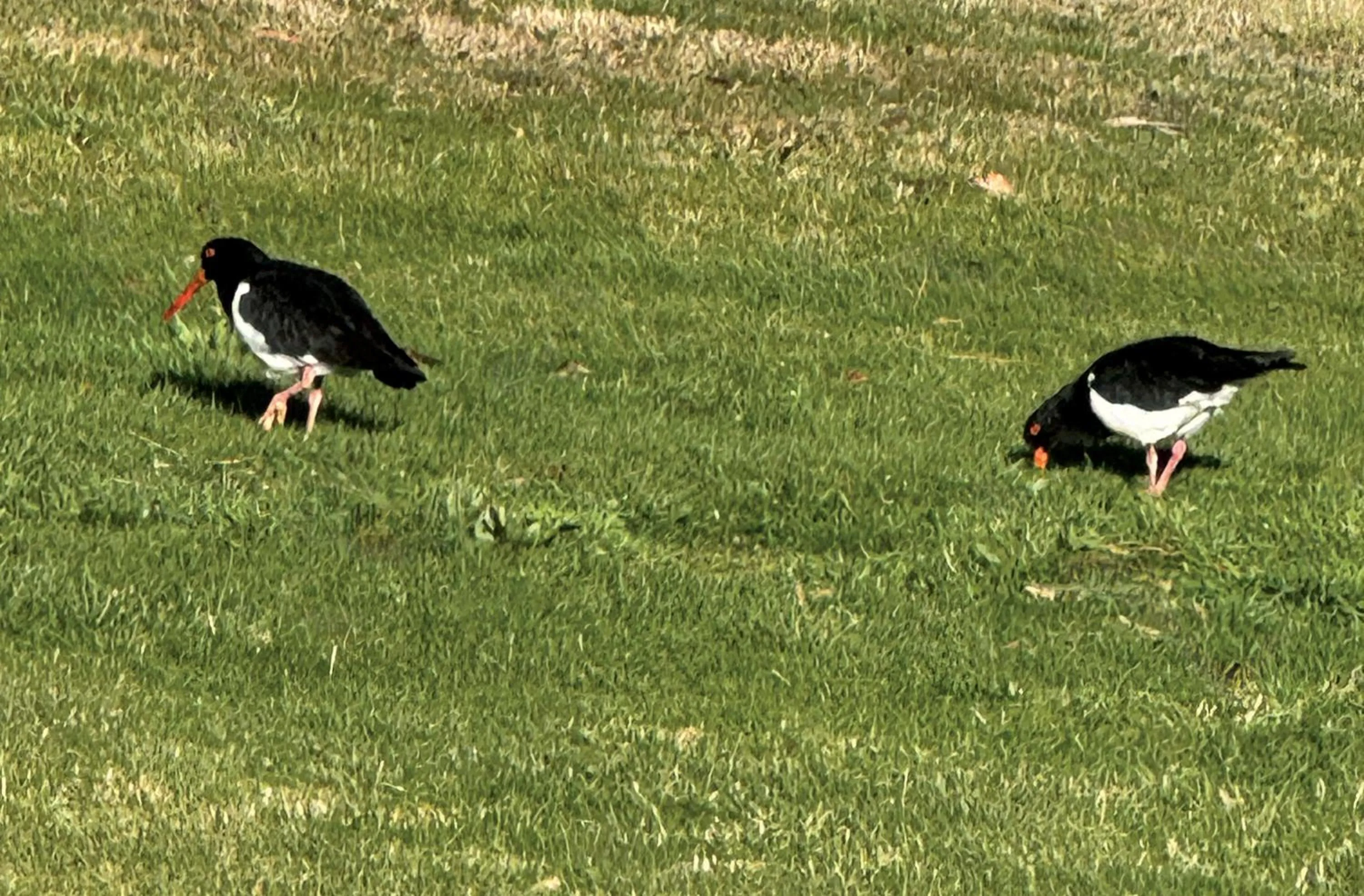 Animals in Otago Cottage