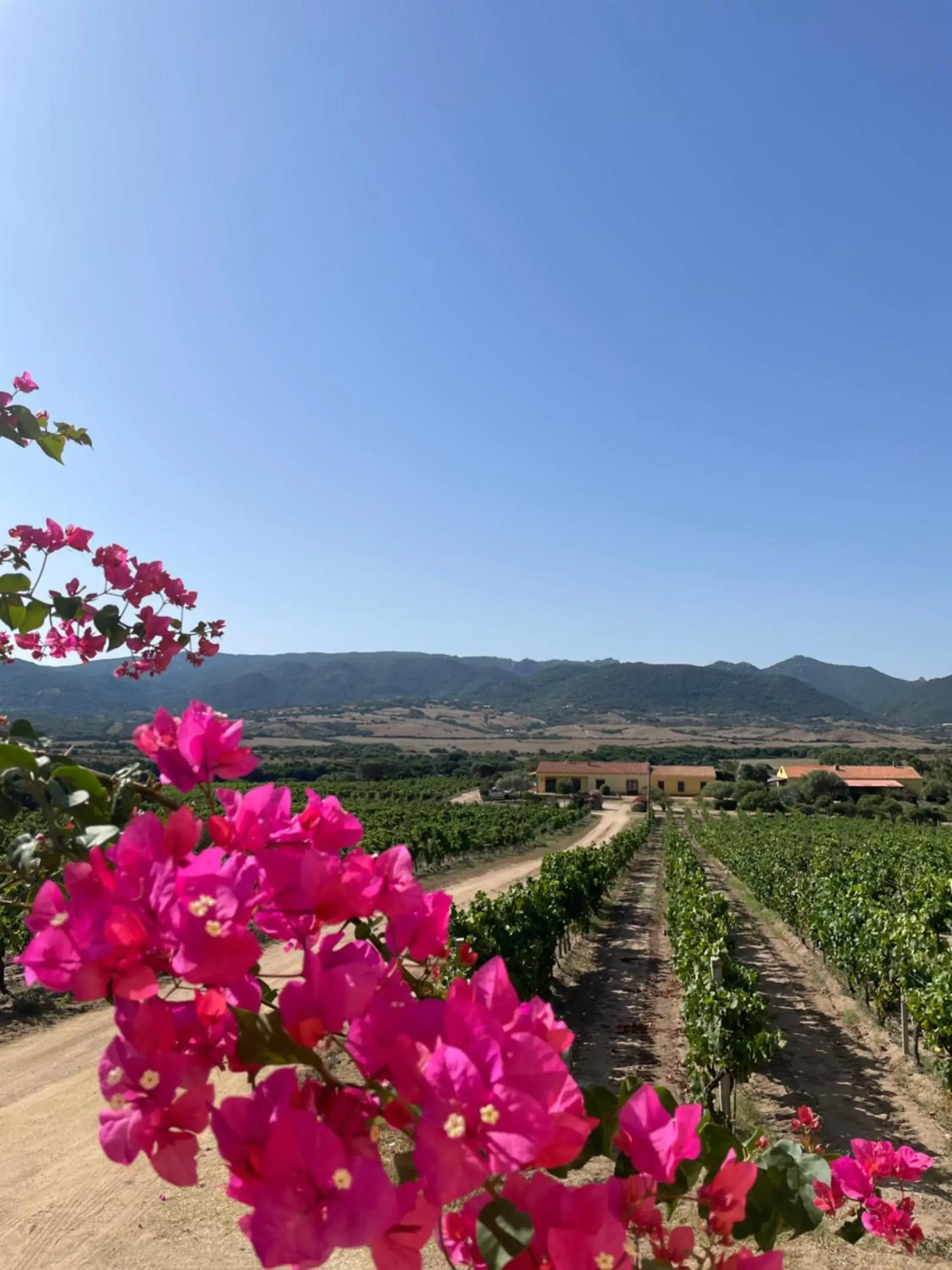 Agriturismo Campesi casale tra le vigne Agriturismo Campesi casale tra le vigne