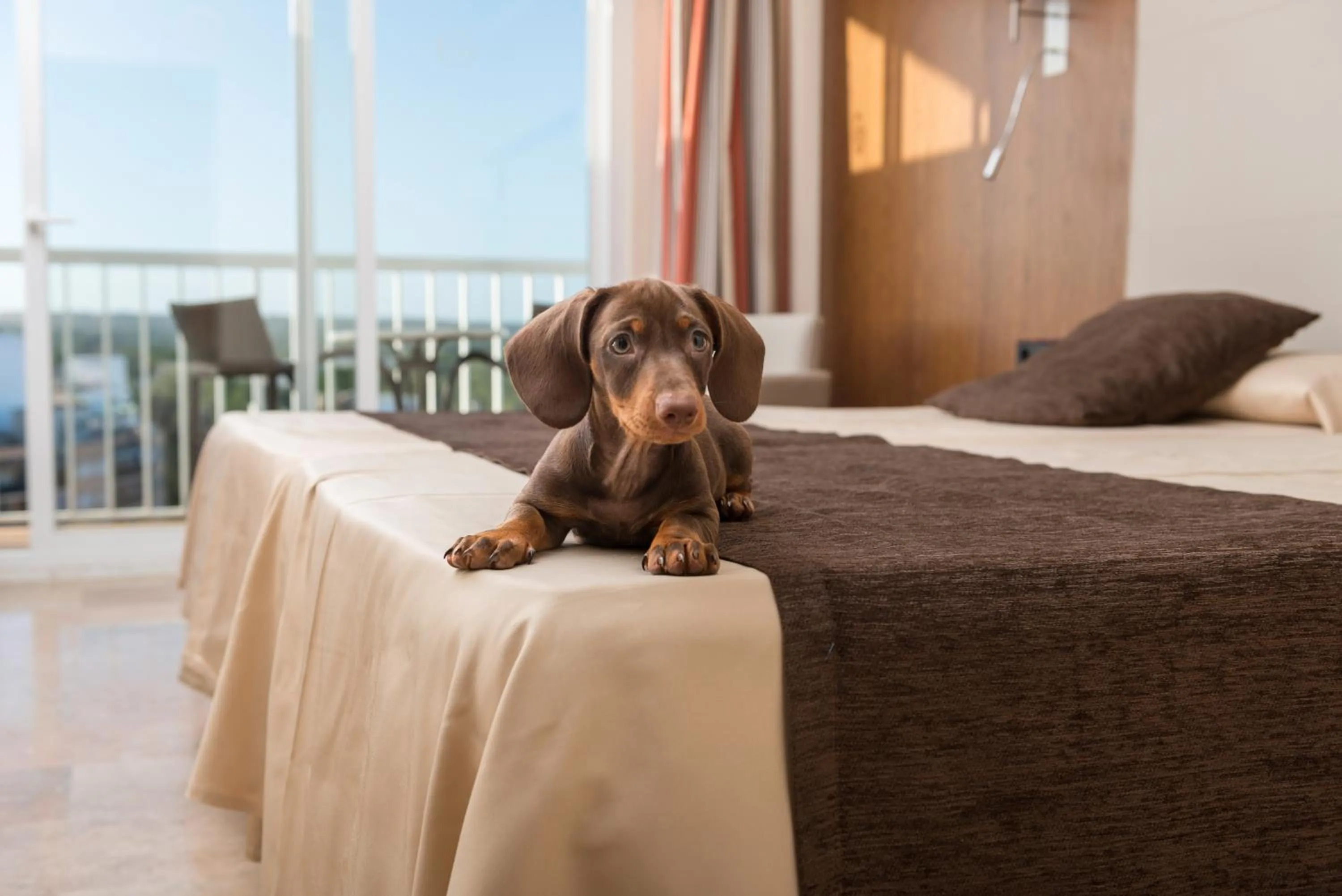 Animals in Hotel Torre Azul & Spa - Adults Only