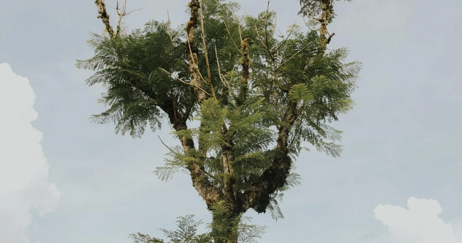 Natural landscape in Roots Resort