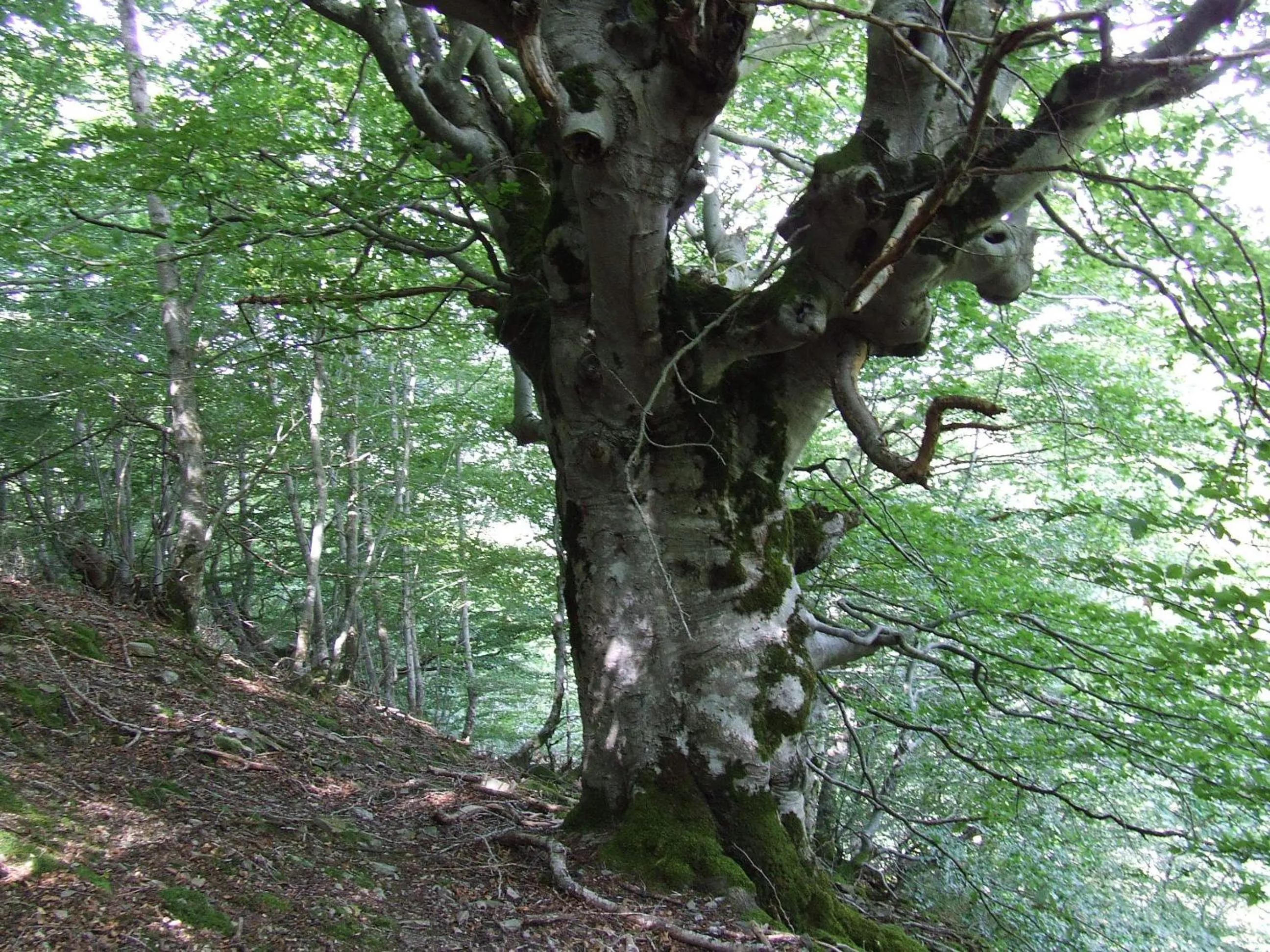 Natural landscape in Apartamentos Rurales Altuzarra