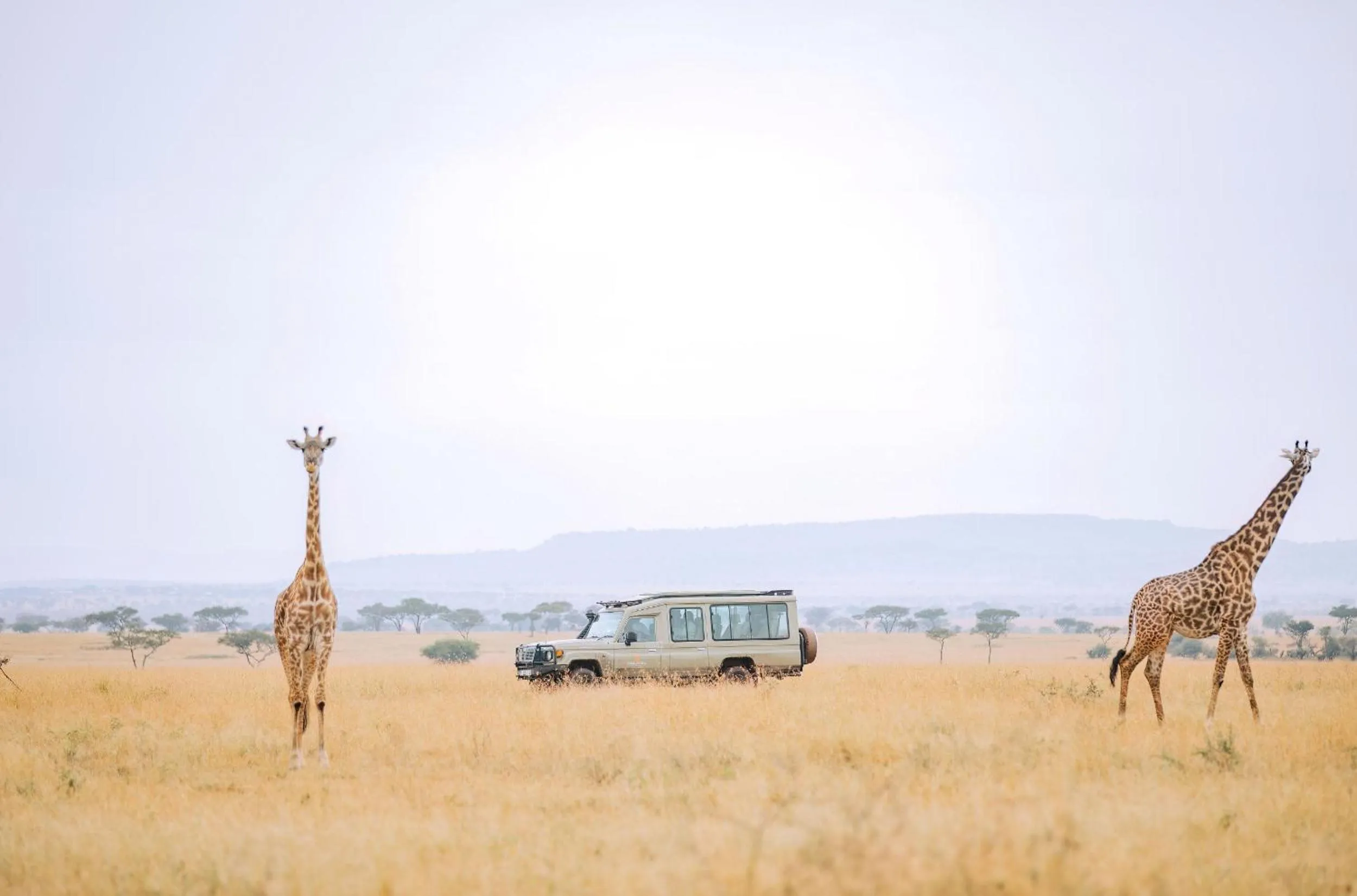 Animals in Kirawira Serena Camp