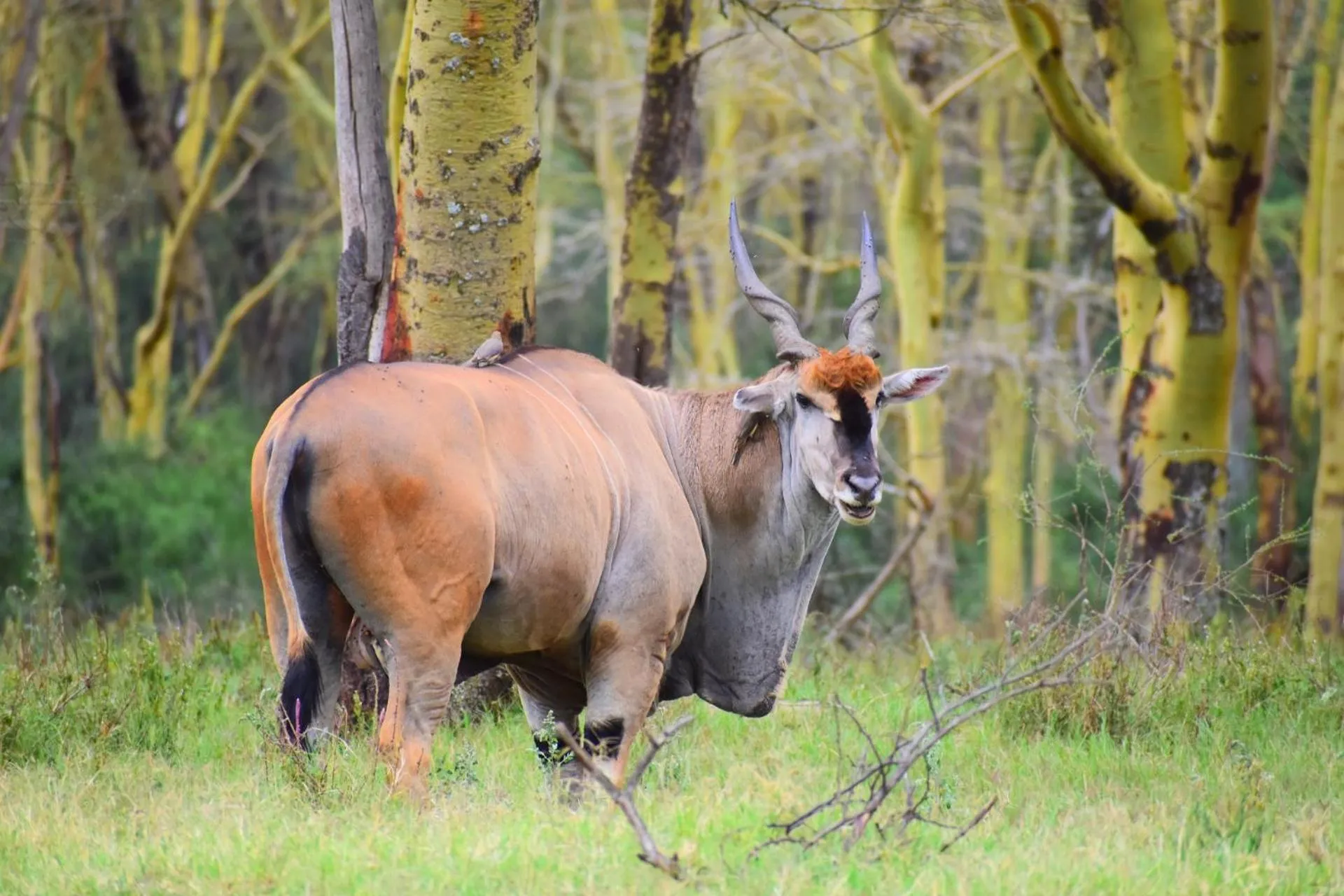 Animals in Lake Elmenteita Serena Camp