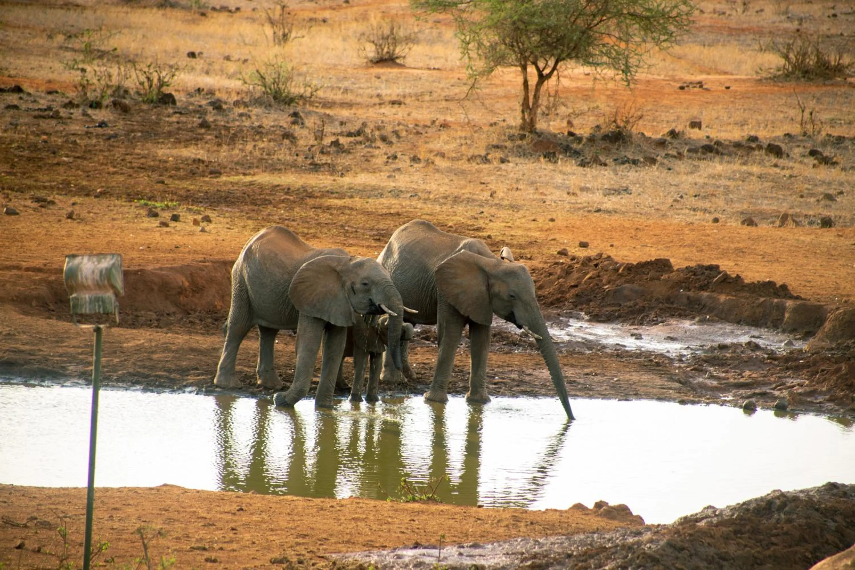 Natural landscape in Kilaguni Serena Safari Lodge