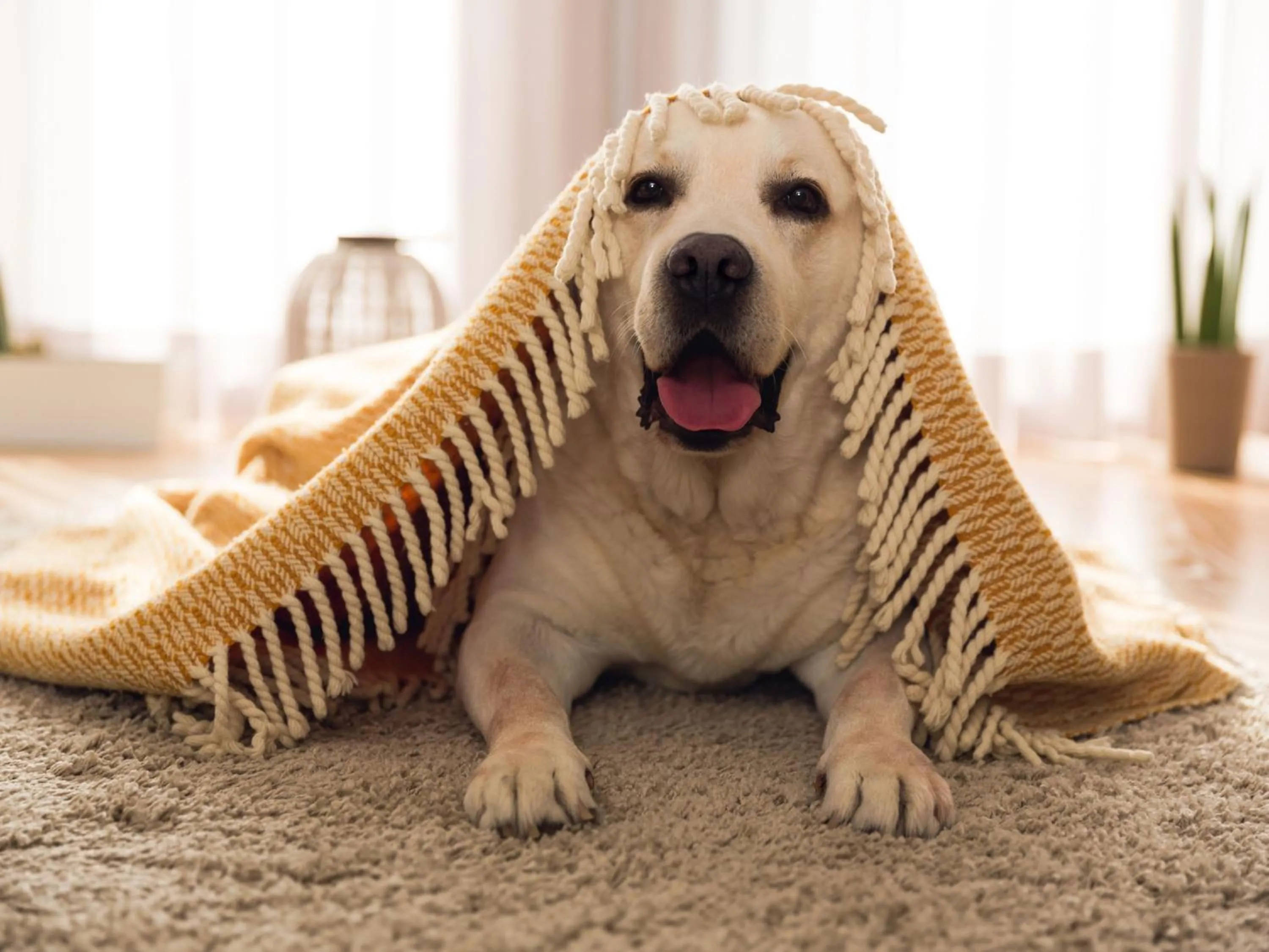 pet friendly in Apartamentos Madeira 3000