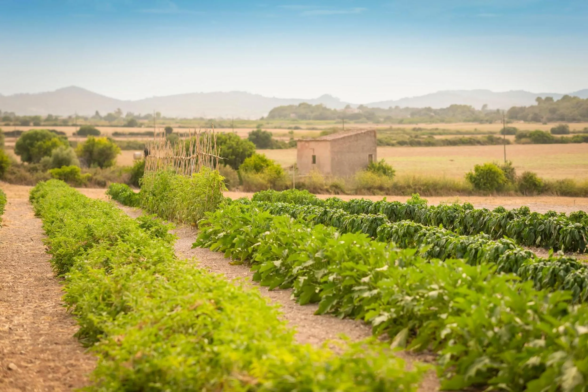 Garden in Finca Son Roig by Valentin