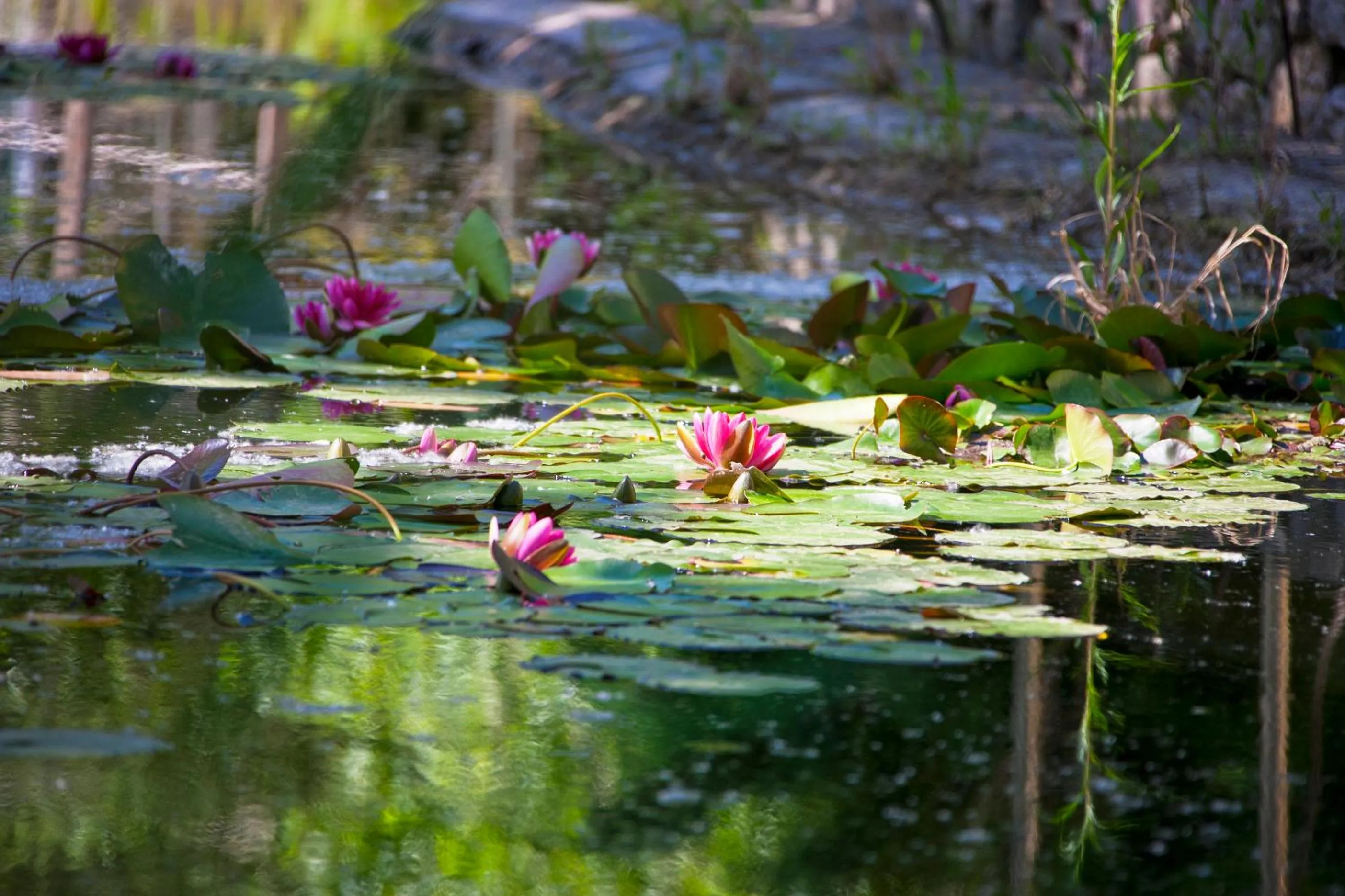 Natural landscape in Aparthotel Duva & Spa