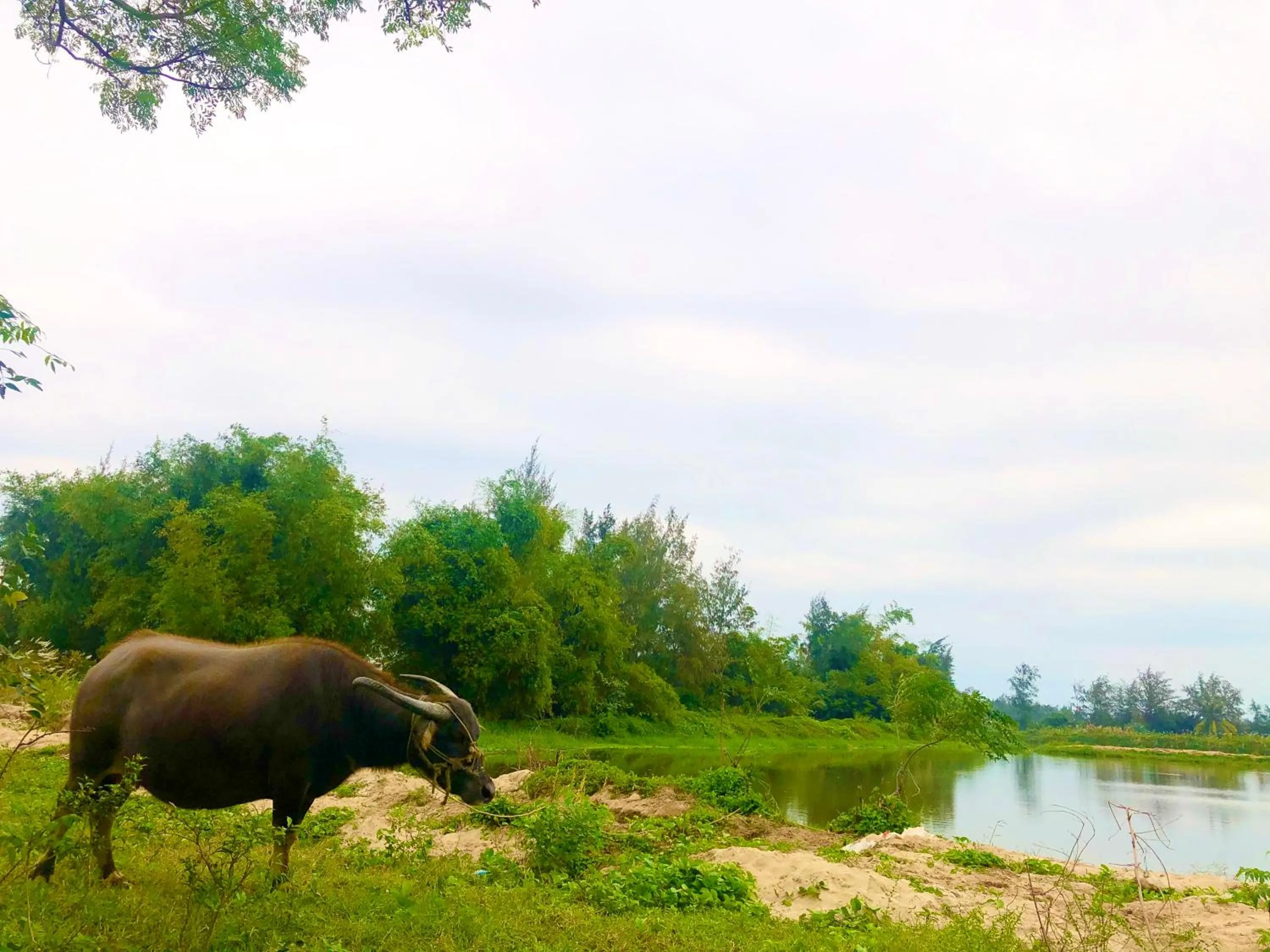 Animals in Rural Scene Villa