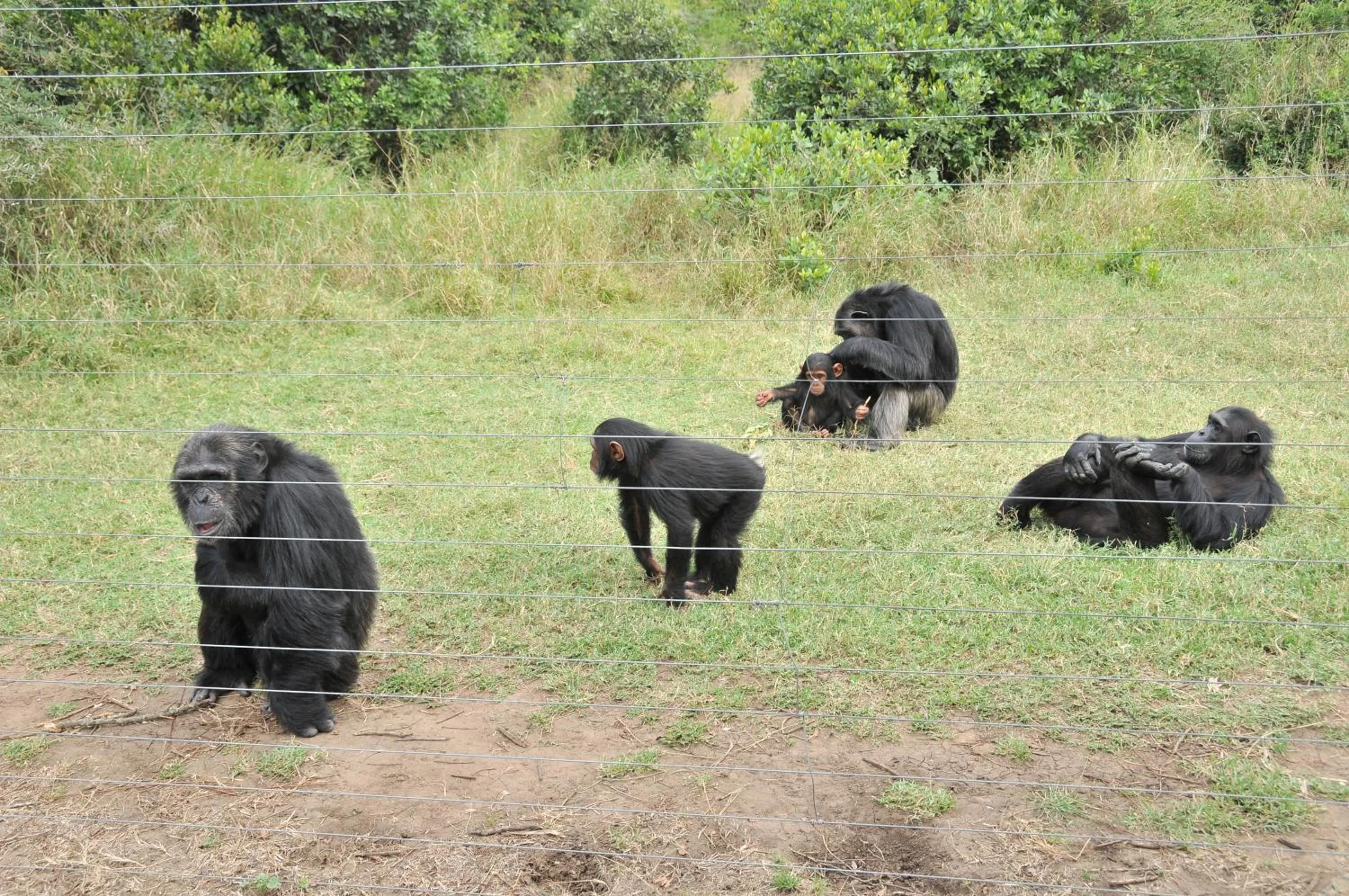 Animals in Sweetwaters Serena Camp