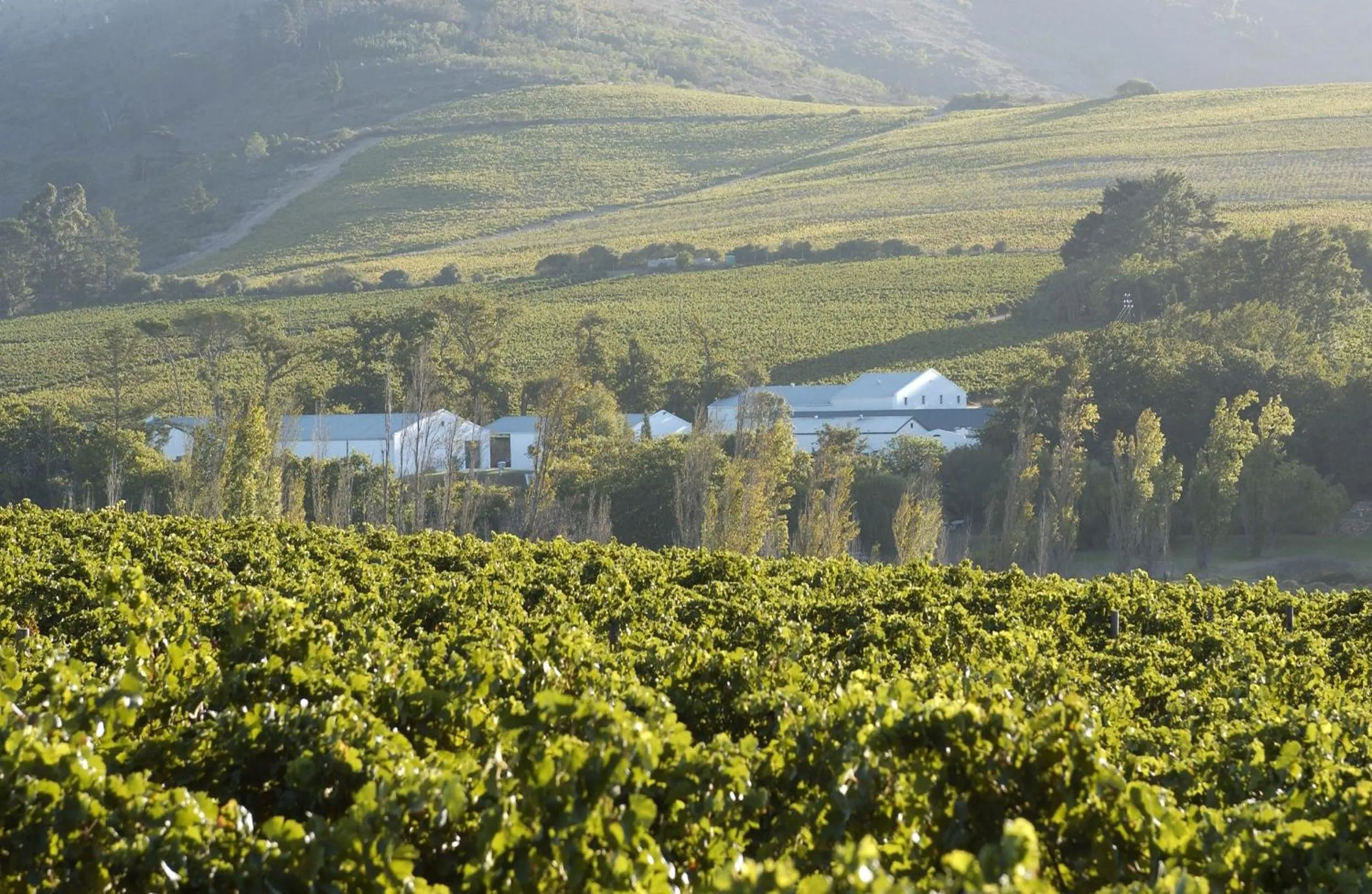 Natural landscape in Vine Guesthouse