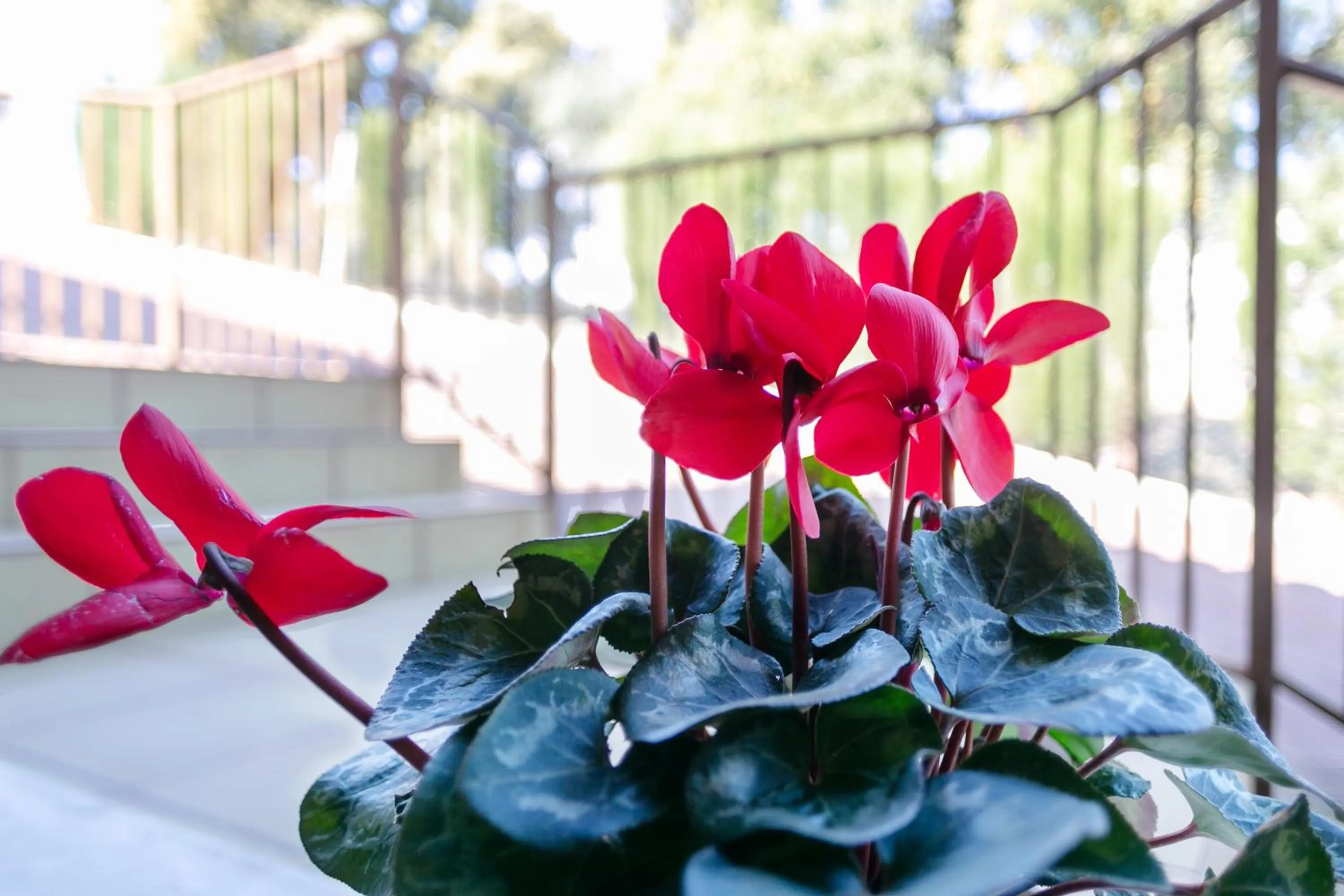 Garden in Apartamentos Turísticos La Castilleja