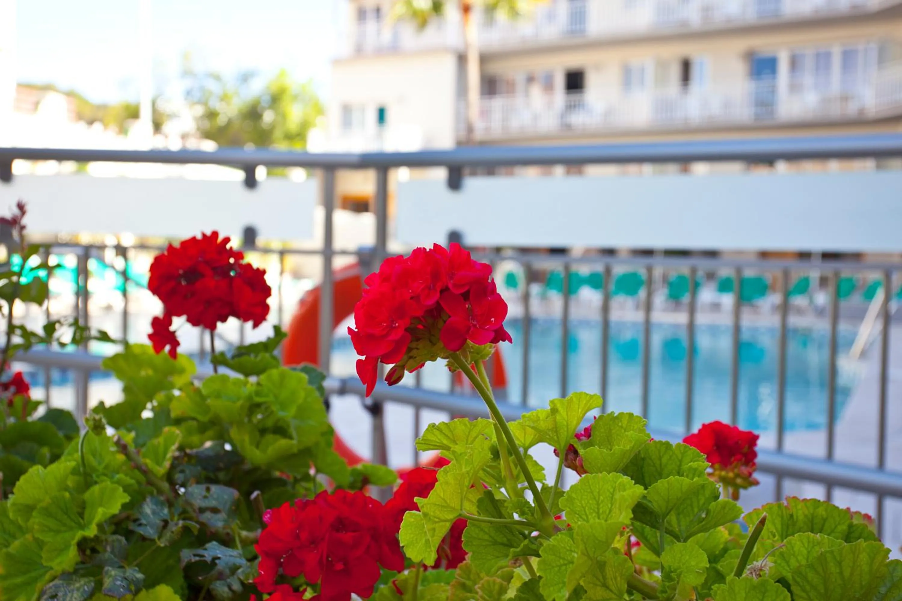 Balcony/Terrace in Apartamentos Ecuador Park