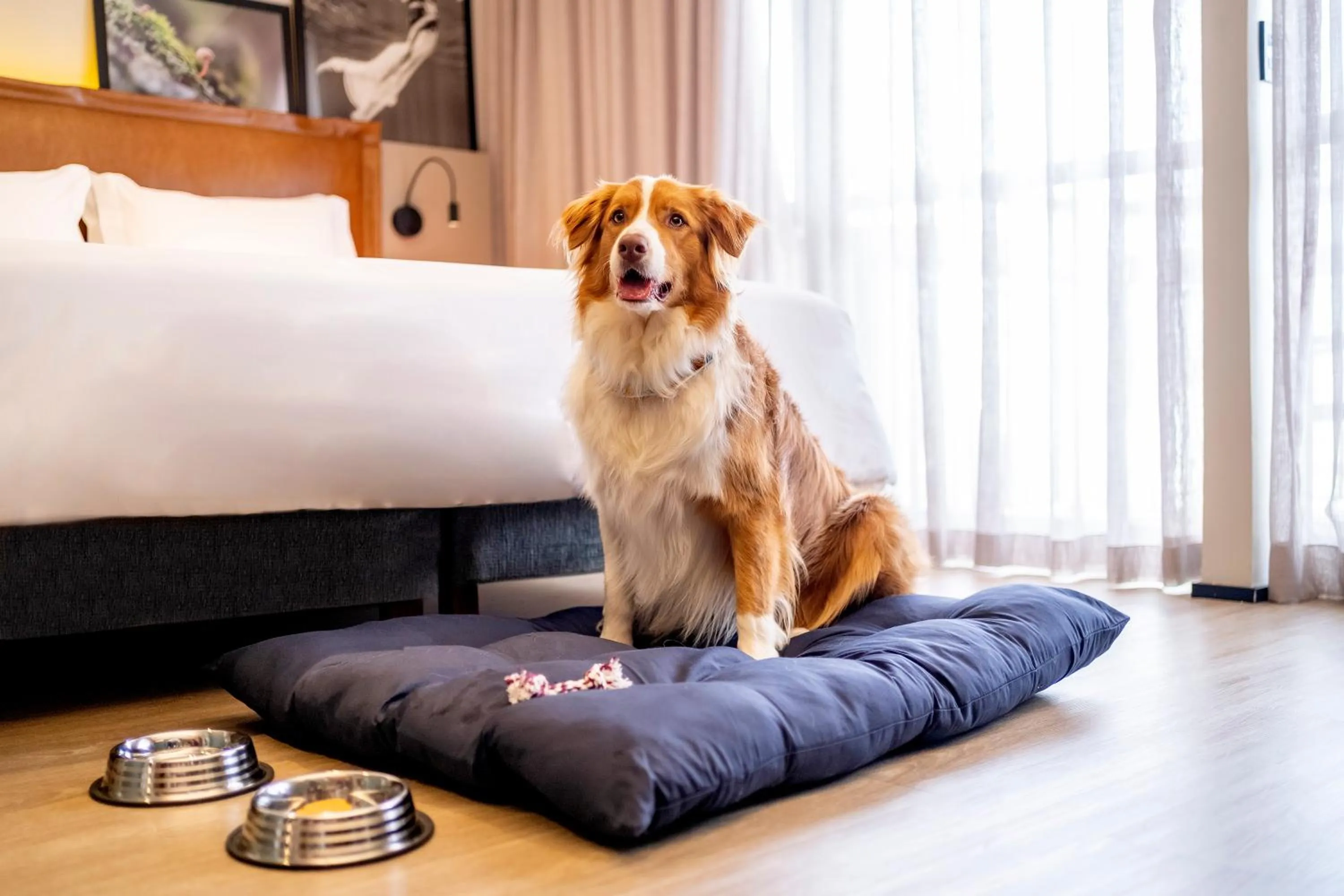 Pets in Grand Mercure SP Itaim Bibi