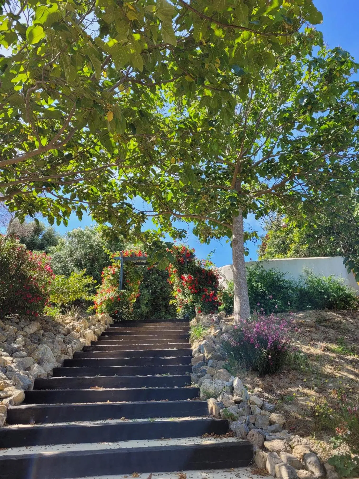 Garden in Hotel Sindhura